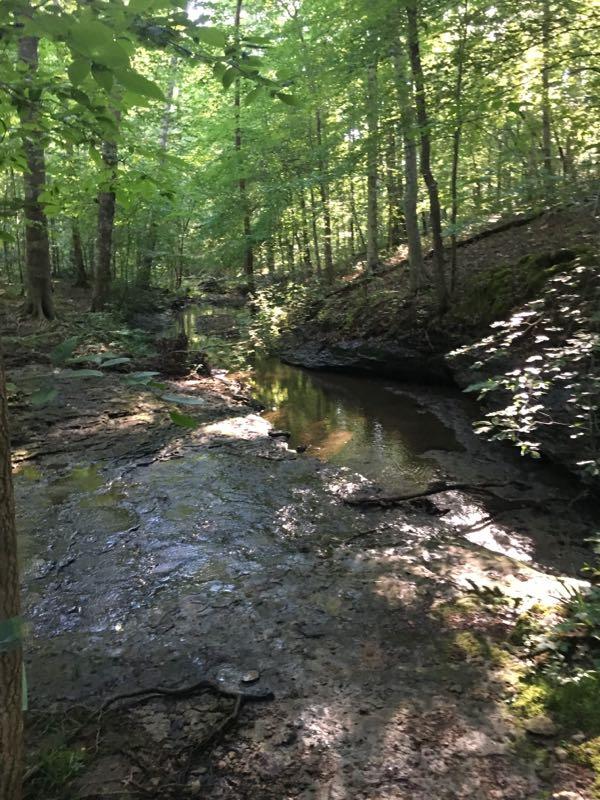 A serene forest scene featuring a narrow, gently winding stream surrounded by lush green trees. Sunlight filters through the leaves, casting dappled shadows on the rocky, moss-covered ground beside the water. Montgomery Bell State Park Mtb Trail mountain bike trail.