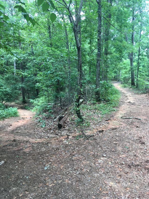 A tranquil forest path diverges into two trails surrounded by lush green trees and underbrush. The ground is covered in earthy brown leaves and dirt, indicating a natural, untouched environment. Duck sh*t island mountain bike trail.