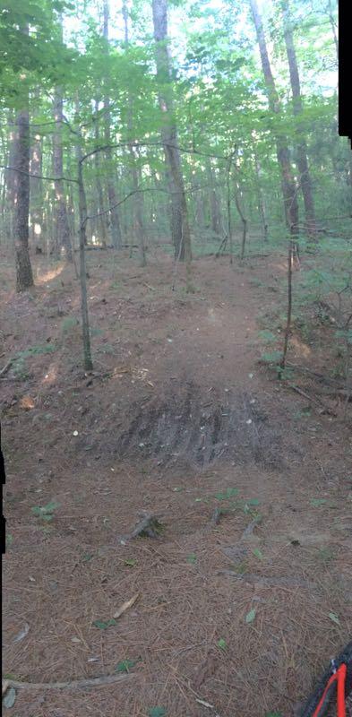 A narrow dirt path winding through a lush green forest, with tall trees and dappled sunlight filtering through the leaves. The ground is covered with pine needles and small twigs, indicating a natural, wooded environment. There are slight tire tracks visible on the path, suggesting recreational activity such as biking or hiking. Montgomery Bell State Park Mtb Trail mountain bike trail.