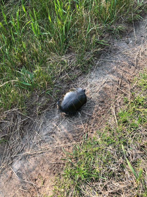 A turtle resting on a sandy path with grass and weeds on either side. Bonneyville Mill mountain bike trail.