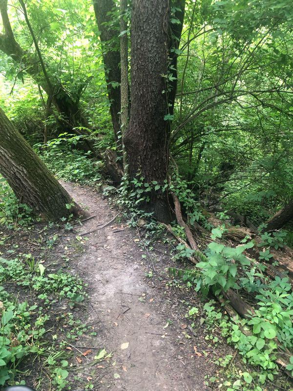 A narrow dirt path winding through a lush green forest, flanked by tall trees and dense foliage. The trail is bordered by various plants and undergrowth, creating a natural and tranquil atmosphere. Ewing Park mountain bike trail.