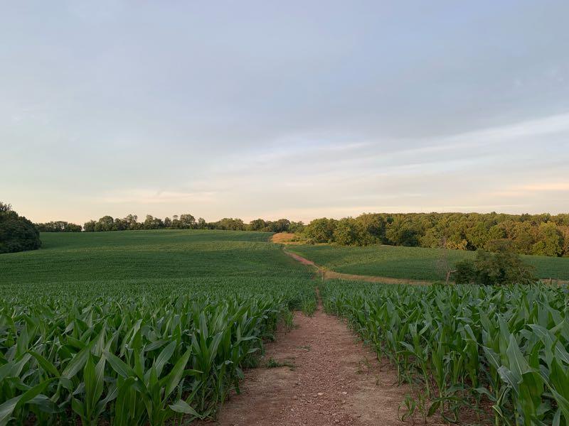 A scenic view of a cornfield at sunset, with a dirt path running through the rows of corn. The landscape features lush green vegetation on either side and gentle hills in the background, partially covered by trees under a softly lit sky. Schaeffer Farms mountain bike trail.