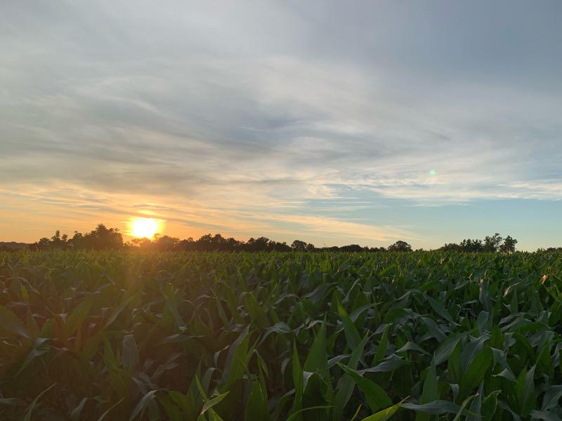 Sunset over a lush green cornfield, with soft clouds in the sky and vibrant orange and blue hues reflecting the fading light. Silhouettes of distant trees are visible along the horizon. Schaeffer Farms mountain bike trail.