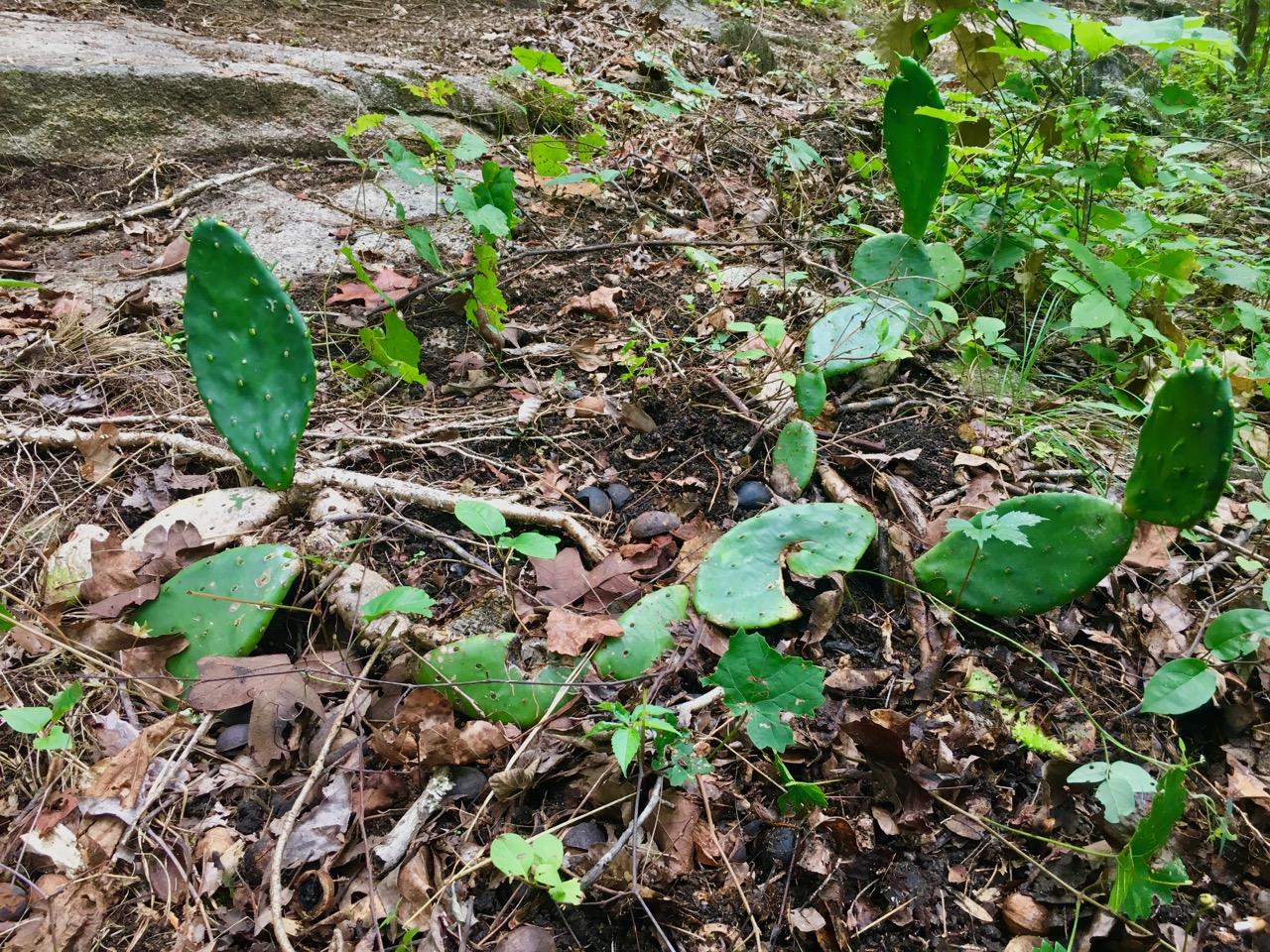 A cluster of prickly pear cactus plants growing among dry leaves and rocky soil in a natural setting, surrounded by various green plants and small saplings. South Rockdale Community Park mountain bike trail.