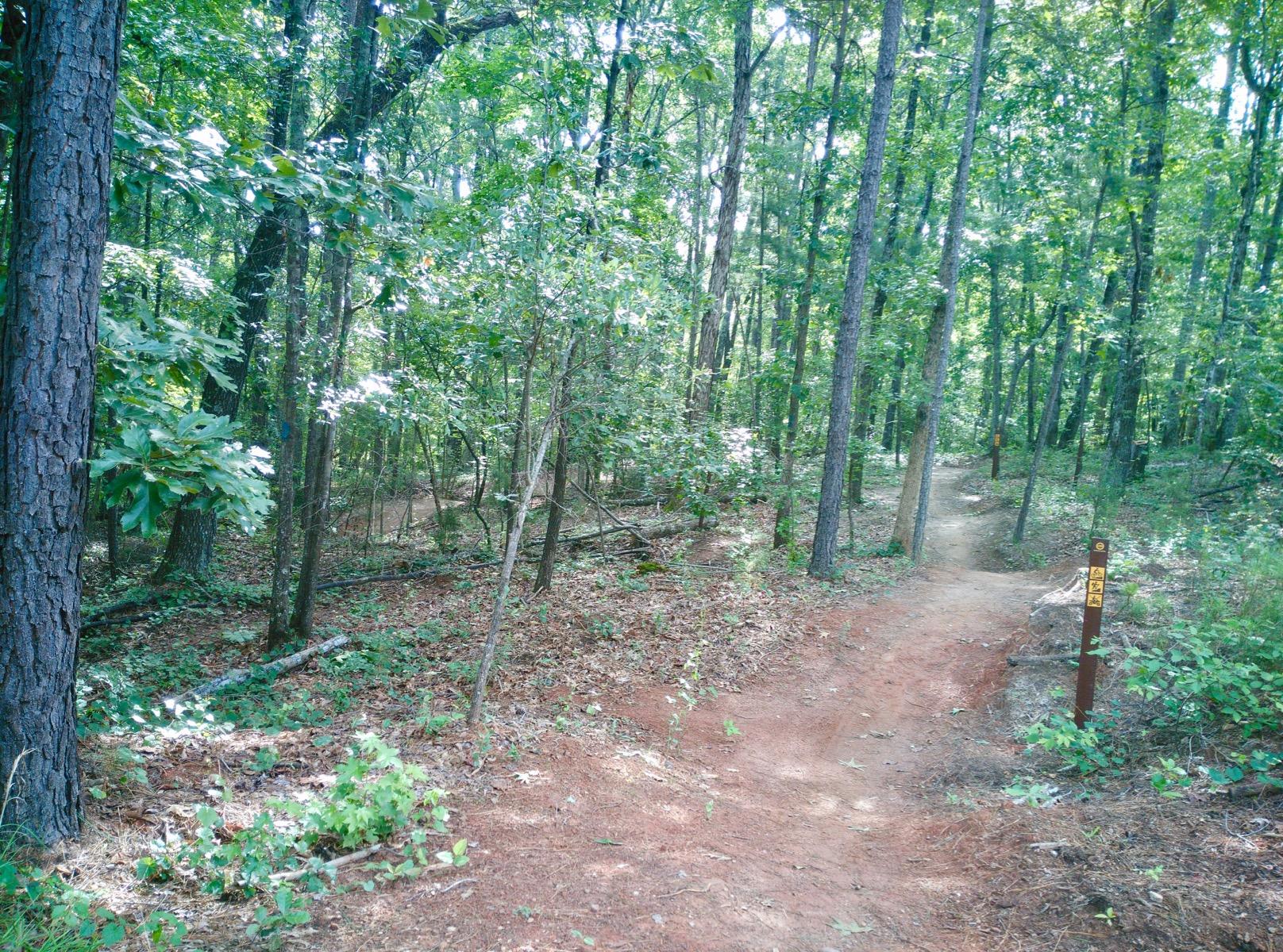 A winding dirt trail through a lush green forest, bordered by tall trees and dense foliage. A trail marker post is visible on the right side, indicating directions or information about the path. Sunlight filters through the leaves, creating a serene and inviting atmosphere. South Rockdale Community Park mountain bike trail.