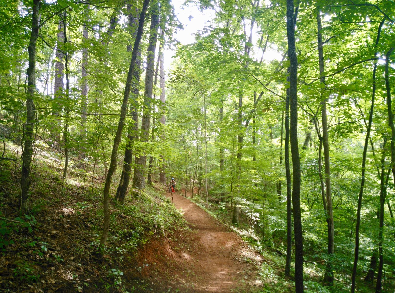 A winding dirt path through a lush green forest, surrounded by tall trees and vibrant foliage, with a person in the background walking on the trail. South Rockdale Community Park mountain bike trail.