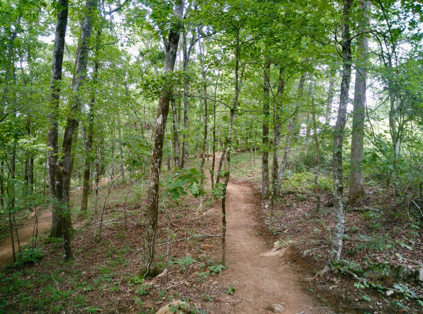 A serene forest scene featuring a dirt path winding through a lush green landscape filled with trees and dense foliage. Sunlight filters through the leaves, casting a soft glow on the ground covered with fallen leaves and twigs. South Rockdale Community Park mountain bike trail.