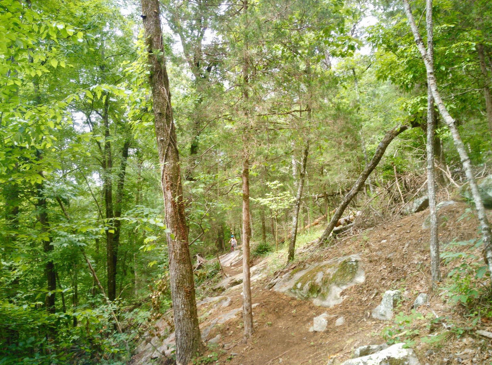 A winding dirt path through a lush green forest, lined with tall trees and scattered rocks. Sunlight filters through the leaves, illuminating the tranquil scene. In the distance, a person can be seen walking along the path, surrounded by vibrant foliage. South Rockdale Community Park mountain bike trail.