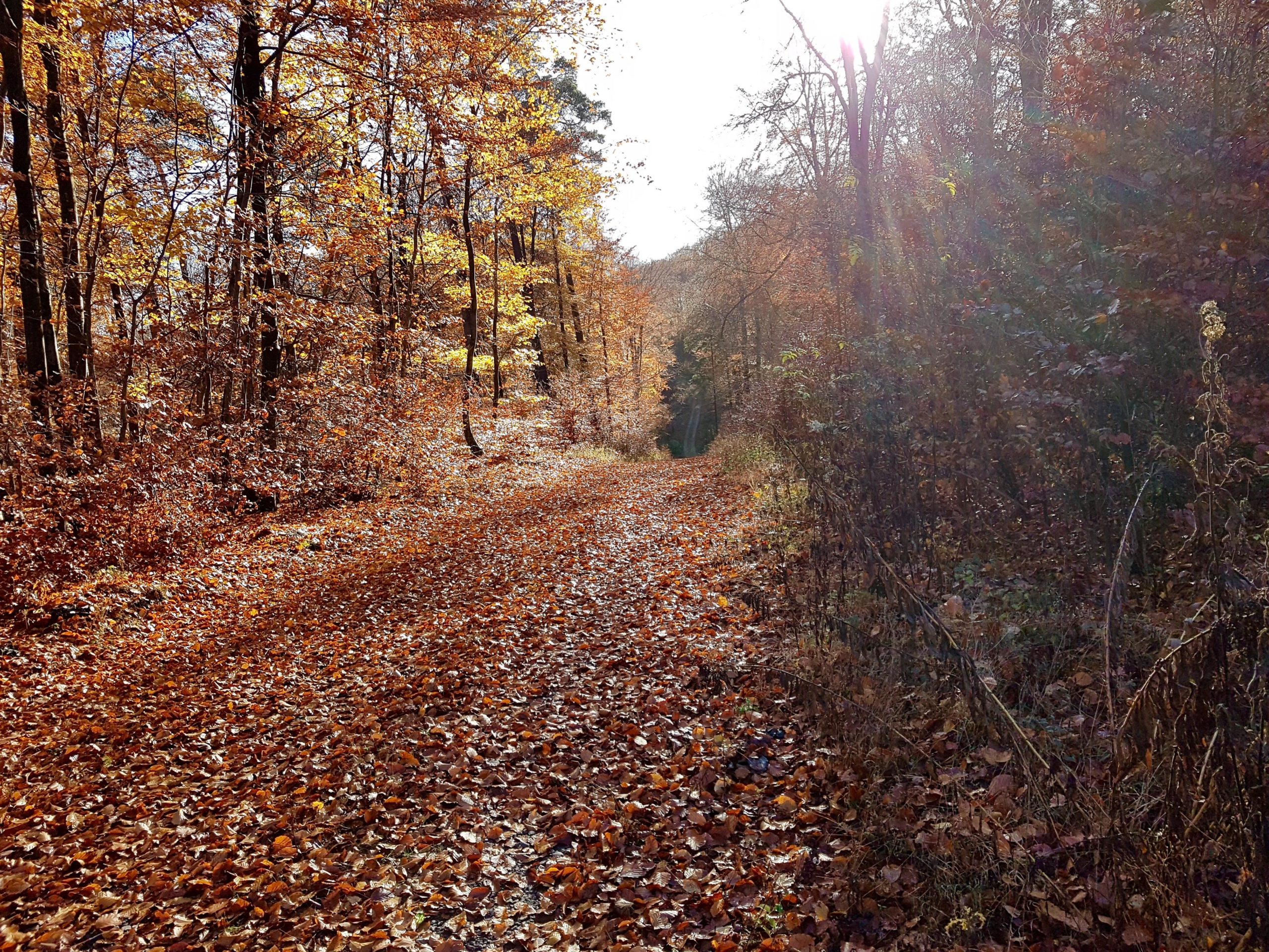 A serene forest path covered with colorful autumn leaves, with sunlight filtering through the trees, casting a warm glow on the scene. The tree trunks are adorned with vibrant orange and yellow foliage, creating a picturesque fall landscape. Landstuhl Trail mountain bike trail.