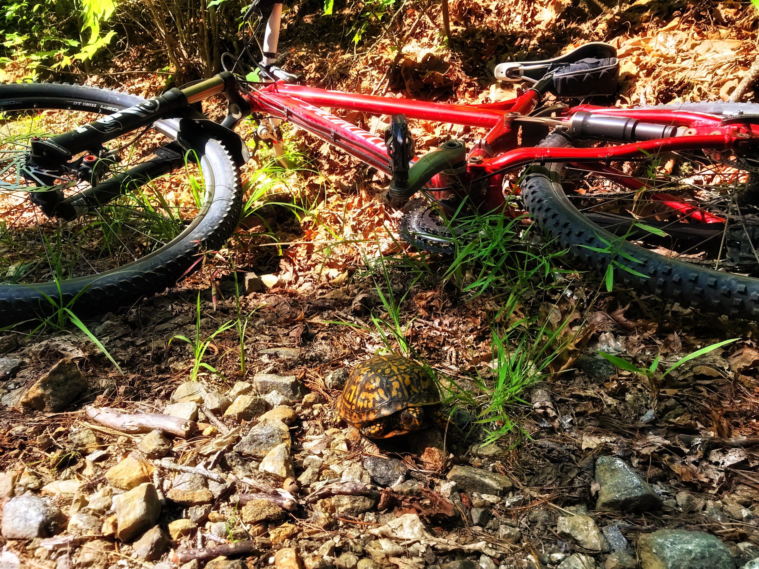 A red mountain bike lies on its side among leaves and rocks in a forested area, while a turtle is seen crawling near the bike in the foreground, surrounded by grass and small stones. Bent Creek mountain bike trail.