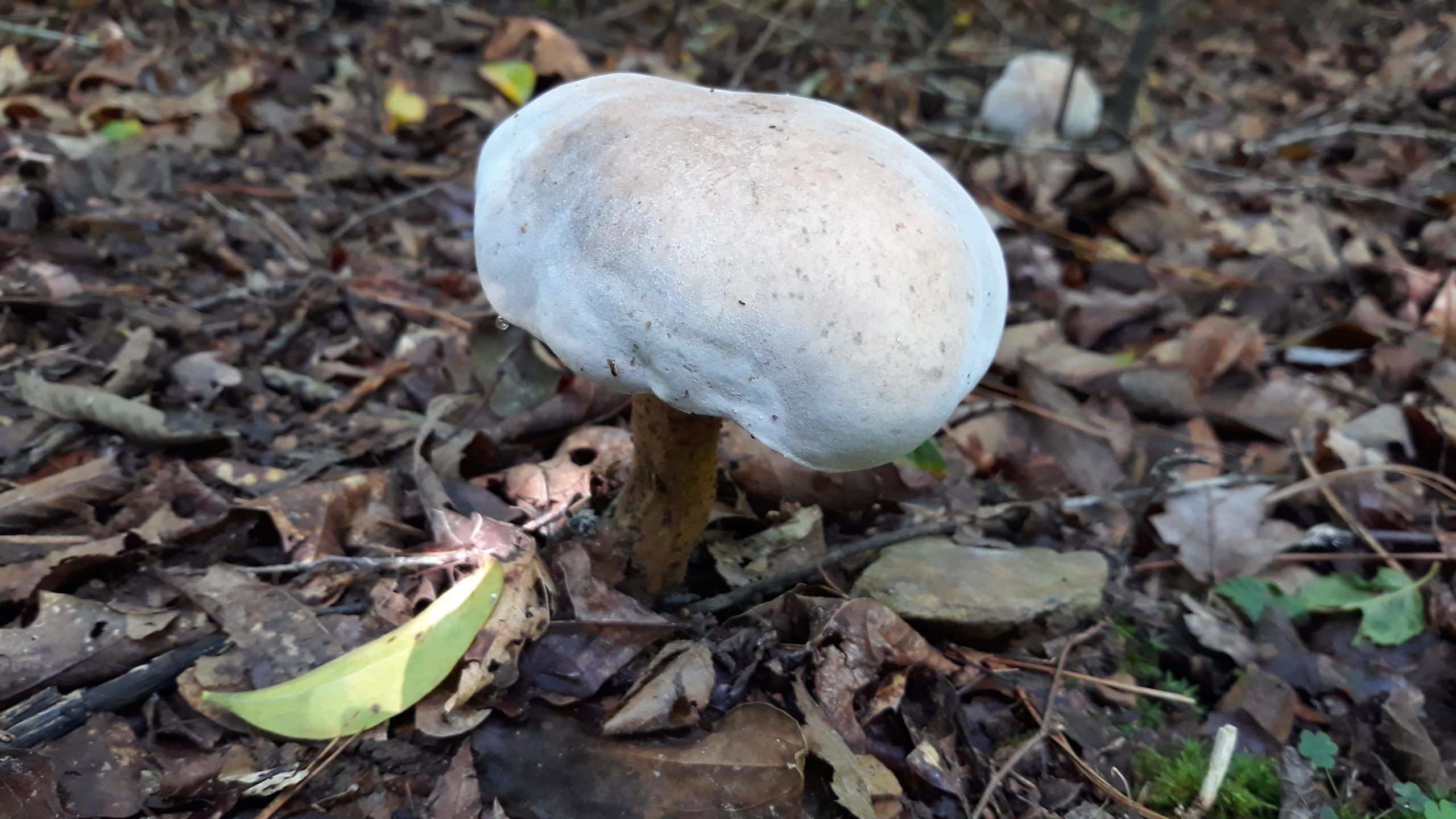 A close-up view of a white mushroom growing among brown and green leaves on the forest floor. The mushroom has a rounded cap and a tan stem, surrounded by a mix of fallen leaves and natural debris. Soft sunlight filters through the trees, highlighting the texture of the mushroom and the surrounding foliage. Duck River mountain bike trail.