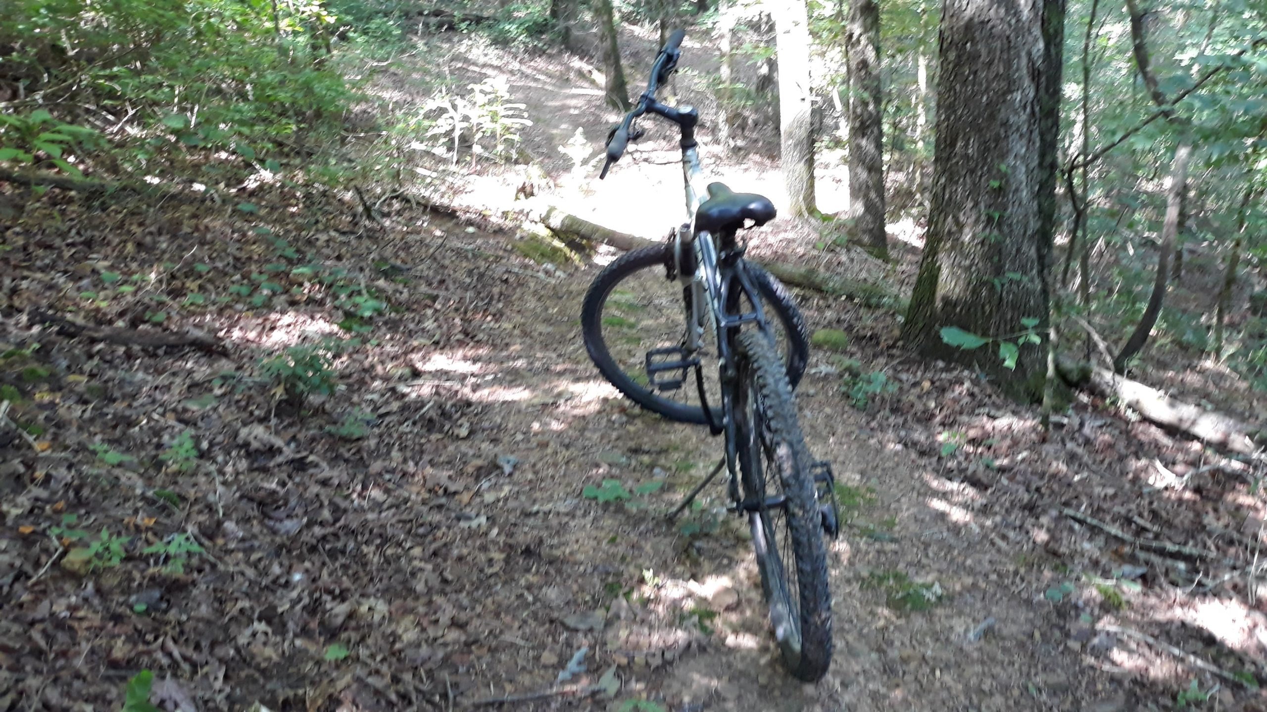 A mountain bike leaning on a trail amidst dense trees and foliage, with sunlight filtering through the leaves and casting shadows on the ground covered in fallen leaves and small plants. Duck River mountain bike trail.