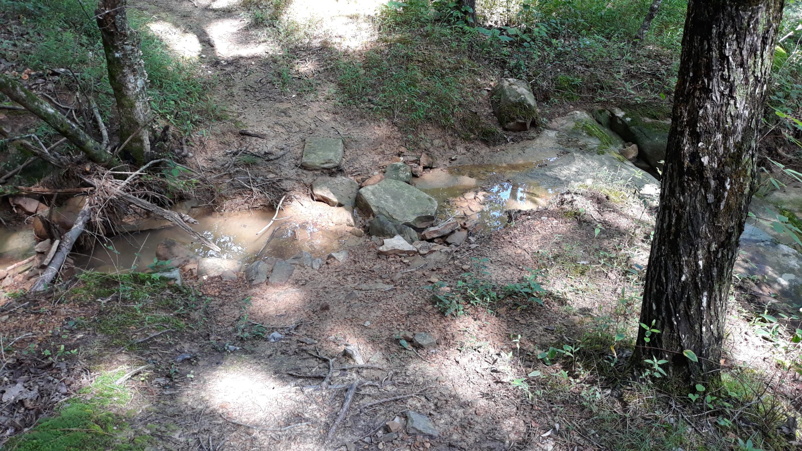 A small, shallow stream flows over rocks and soil in a wooded area, with dappled sunlight filtering through the trees and casting shadows on the ground. Surrounding vegetation includes grasses and small plants. Duck River mountain bike trail.