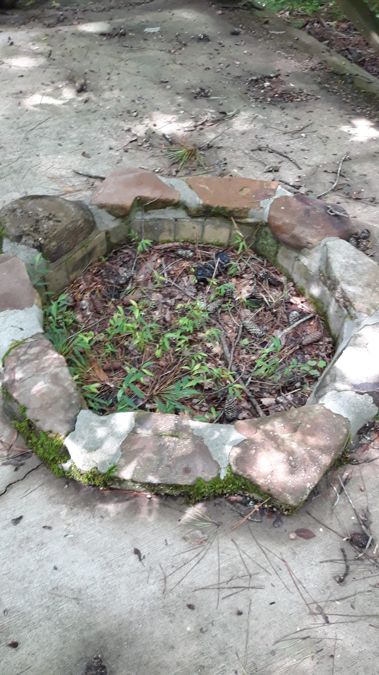 An octagonal stone fire pit partially filled with soil, small plants, and pine cones, situated on a gravel and dirt surface, surrounded by leaves and twigs. Sunlight filters through overhead foliage, casting light and shadows on the scene. Duck River mountain bike trail.