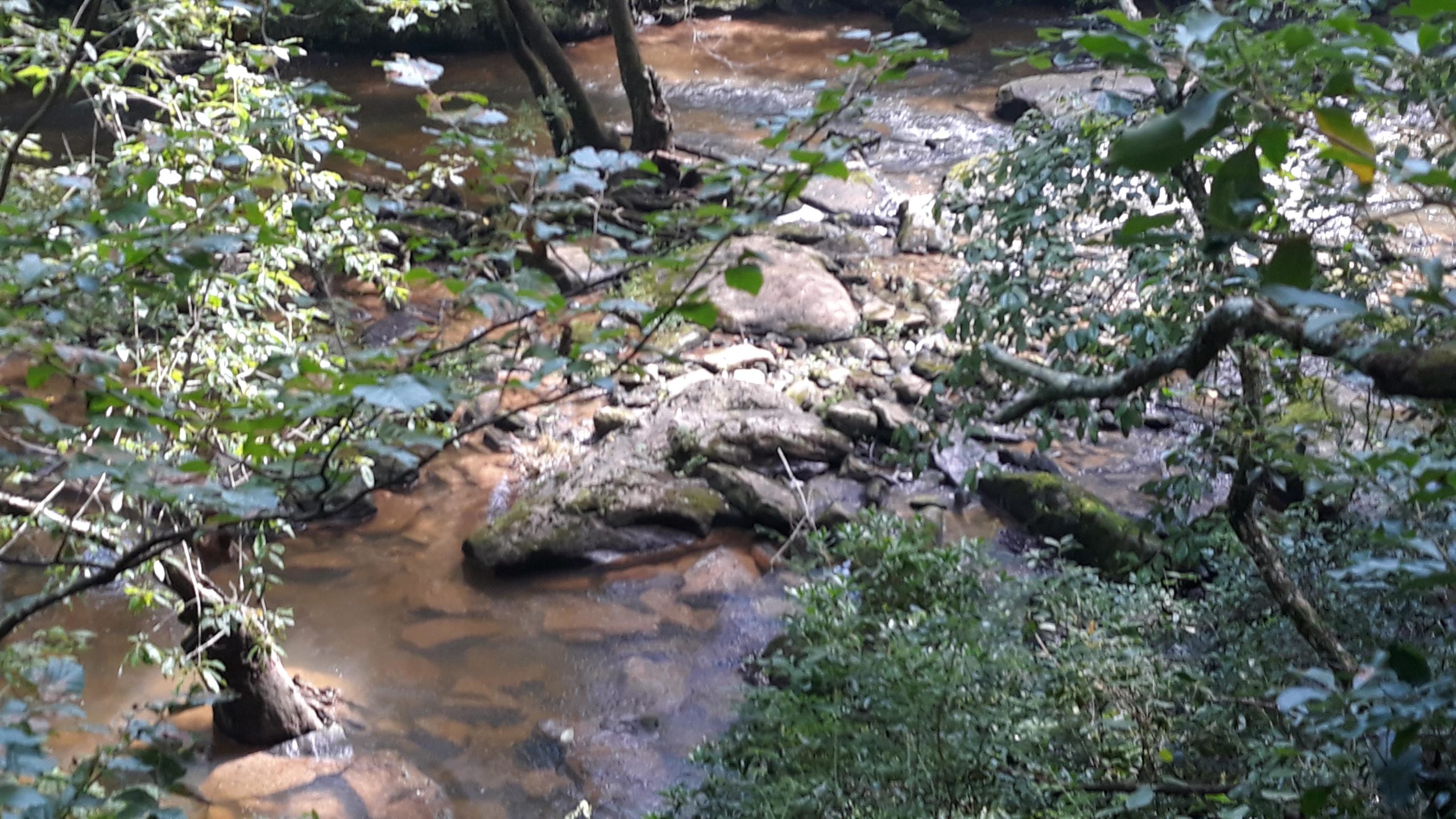 A serene view of a flowing creek surrounded by lush greenery, with smooth rocks visible in the water and along the banks. Sunlight filters through the trees, creating dappled patterns on the water's surface. Duck River mountain bike trail.