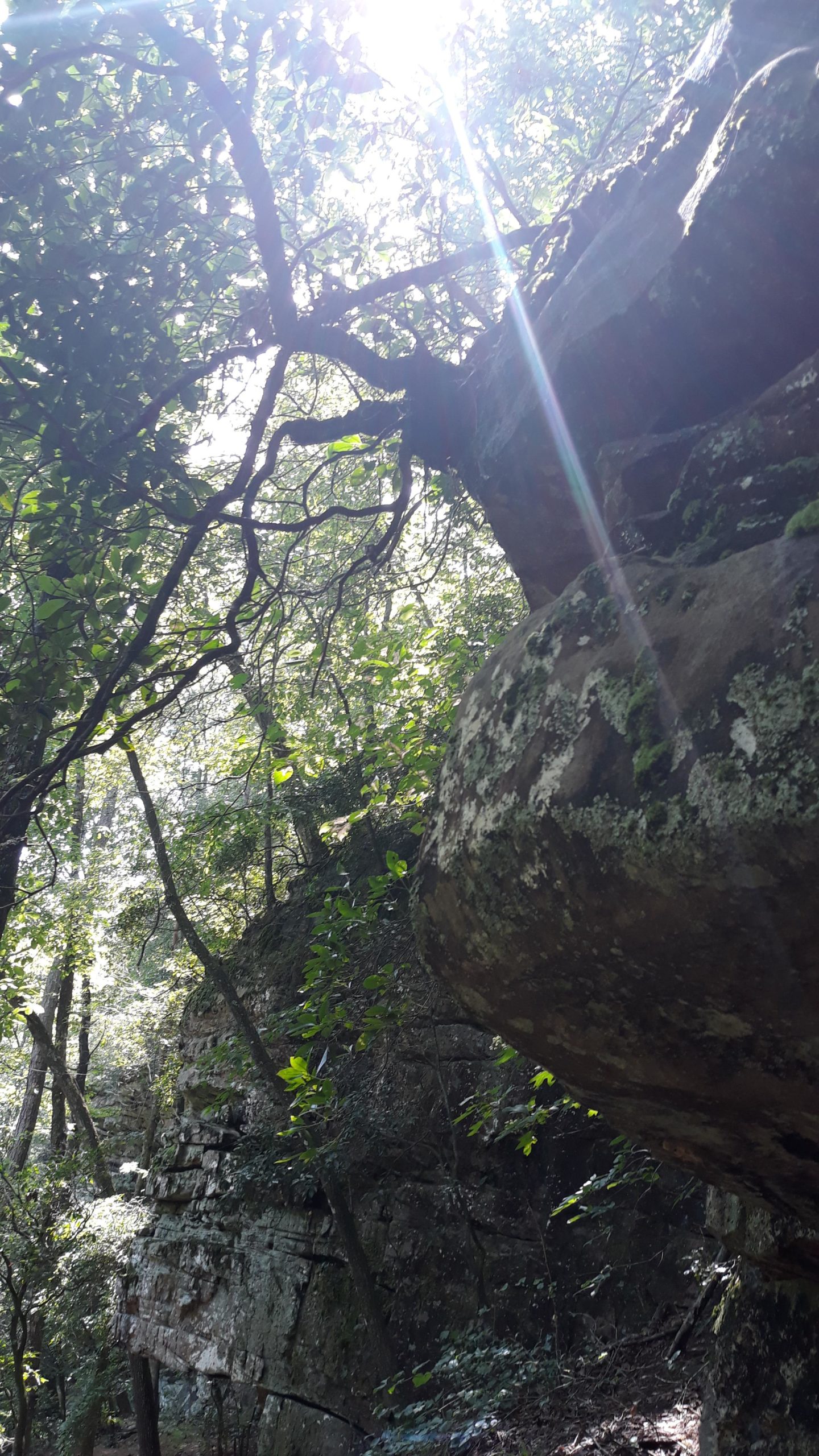 A sunlit forest scene showcasing a large rock formation partially covered in moss and surrounded by lush green foliage. Branches of trees arch overhead, creating a dappled light effect as sunlight filters through the leaves. The rocky terrain suggests a natural, rugged landscape. Duck River mountain bike trail.