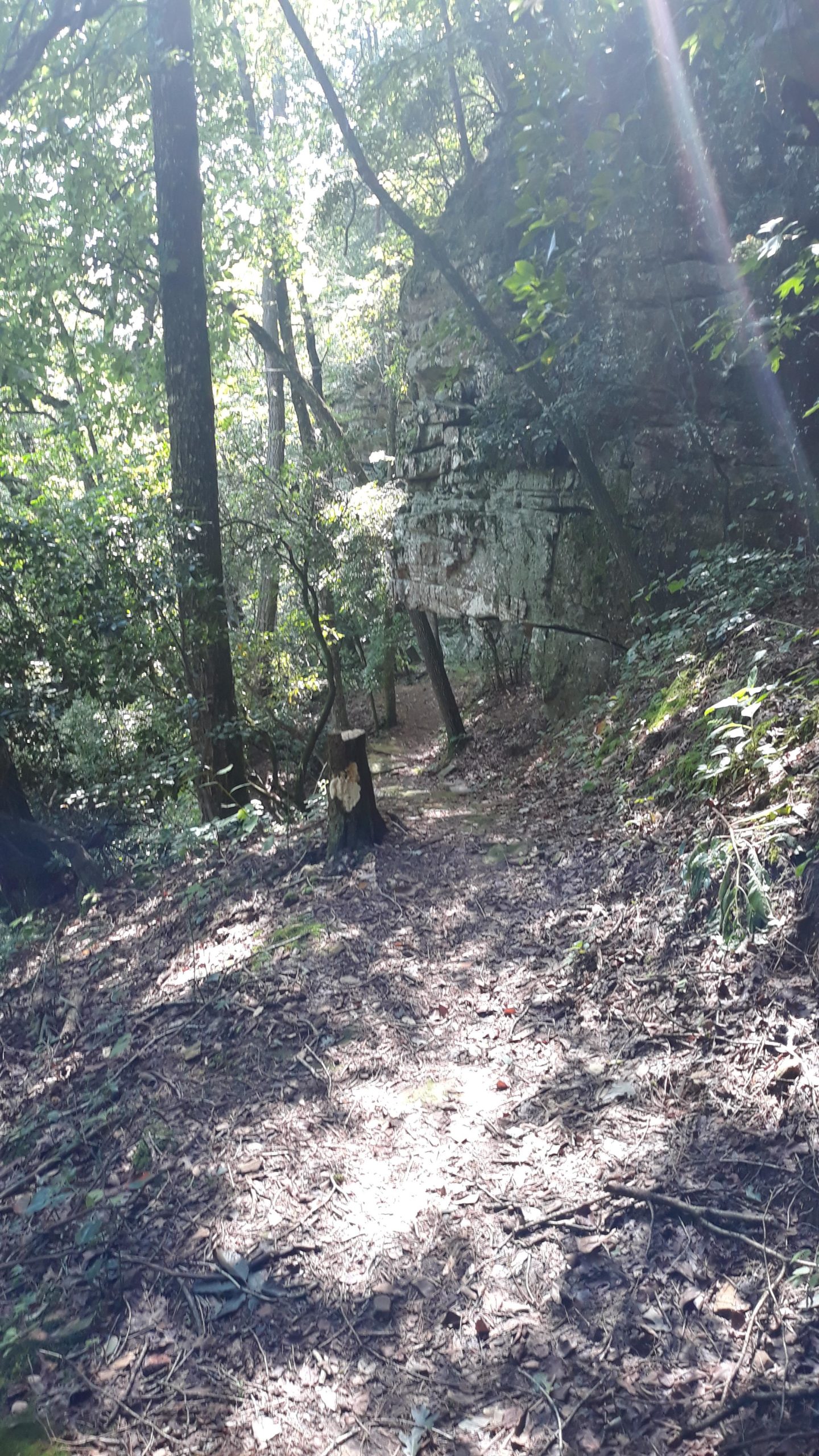 A narrow trail winding through a dense forest, surrounded by tall trees and rugged rocks. Sunlight filters through the foliage, illuminating patches of the ground covered in leaves and twigs. A large tree stump is visible along the path. Duck River mountain bike trail.