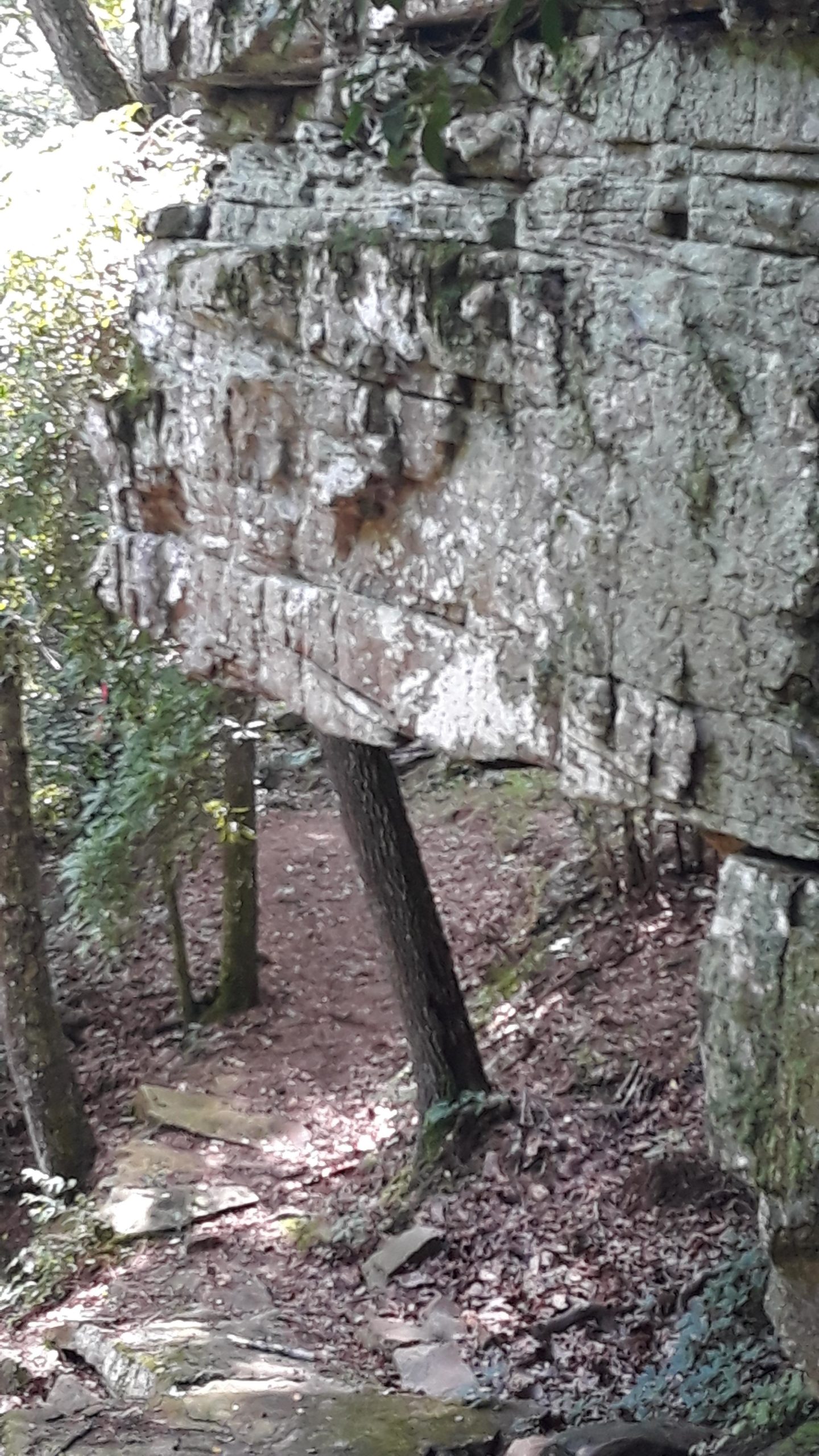 Rocky outcrop with textured, moss-covered surface, surrounded by trees and a dirt pathway winding through a forested area. Sunlight filters through the foliage, casting dappled shadows on the ground. Duck River mountain bike trail.