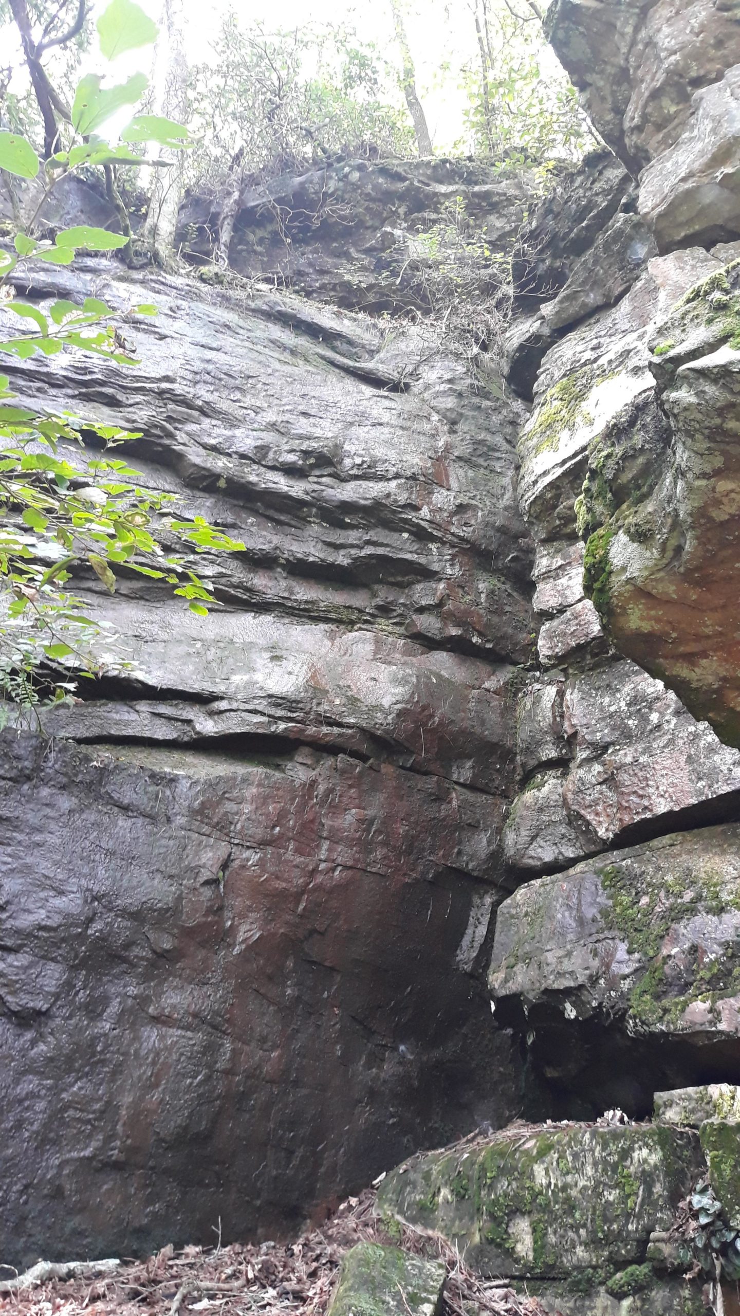 A view of a rocky cliff with layered stone formations, partially covered in moss and surrounded by trees and foliage. The image captures the texture of the rocks and the greenery at the top, suggesting a natural, forested environment. Duck River mountain bike trail.
