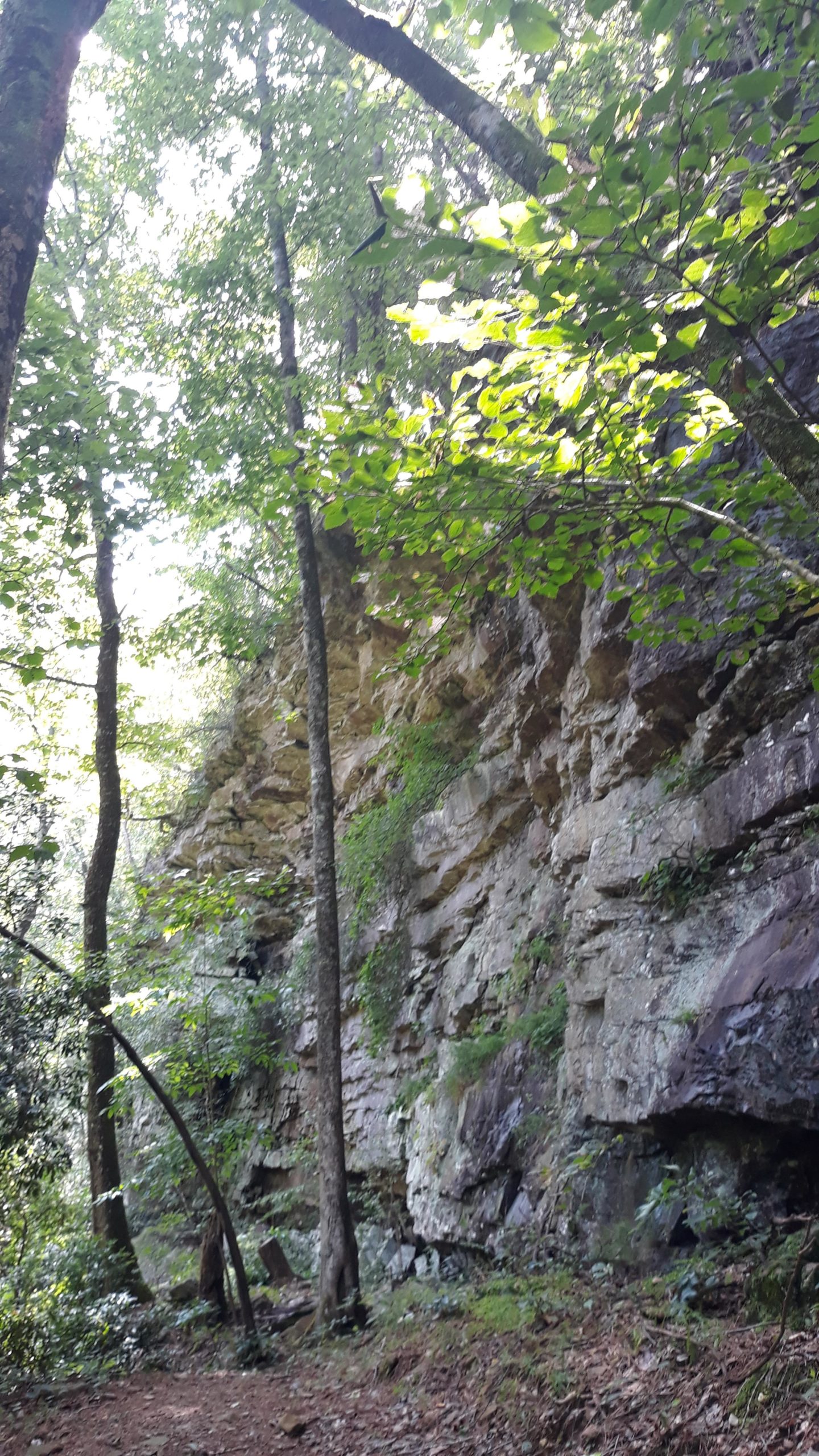A scenic view of a forested area featuring tall trees and a rocky cliff. The ground is covered with fallen leaves and greenery, with sunlight filtering through the leaves above, casting a gentle light on the landscape. Duck River mountain bike trail.