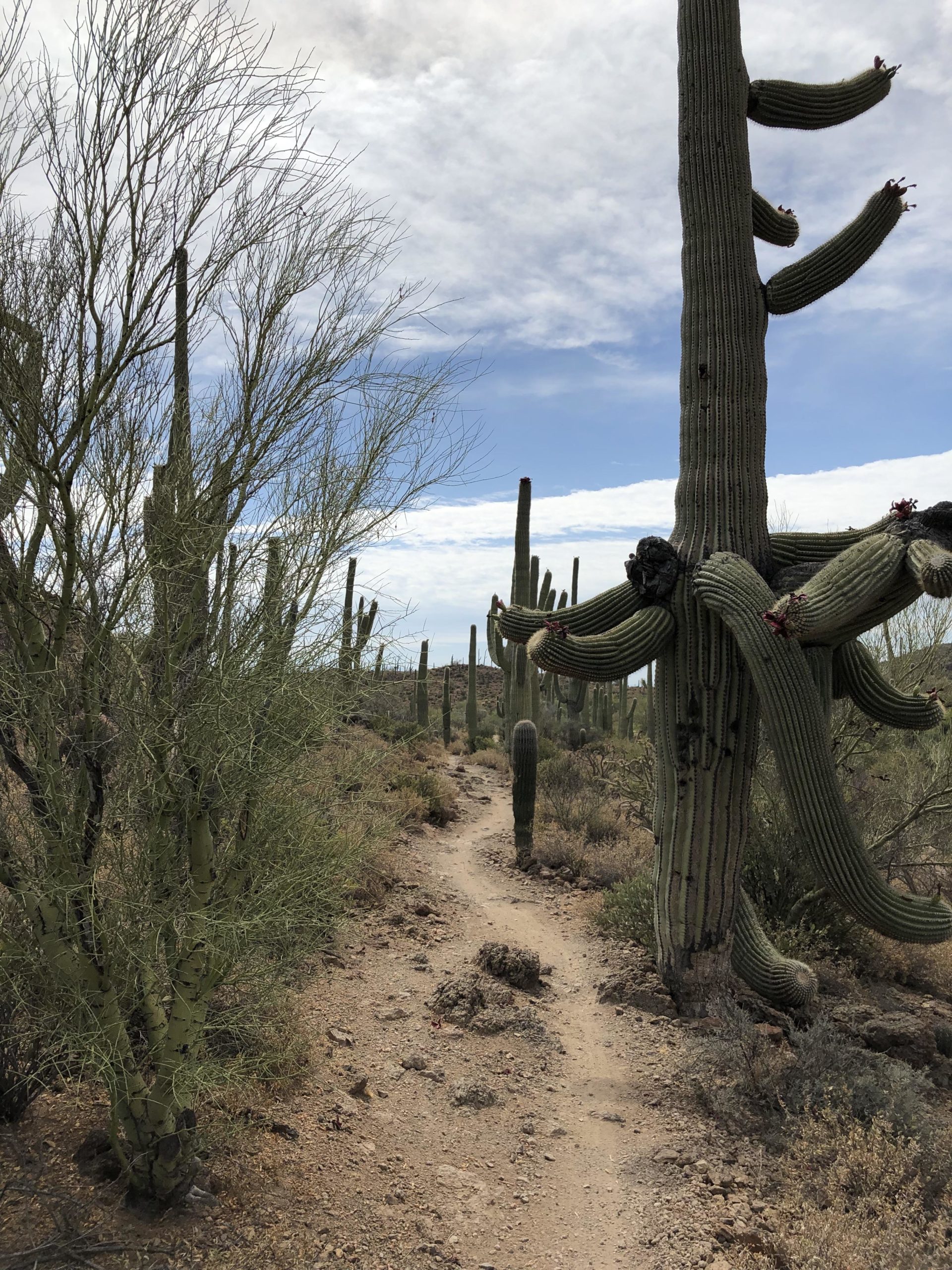 A dirt trail winding through a desert landscape, flanked by tall cacti and sparse vegetation. The sky is partly cloudy, creating a serene atmosphere in the arid environment. Sweetwater Preserve mountain bike trail.