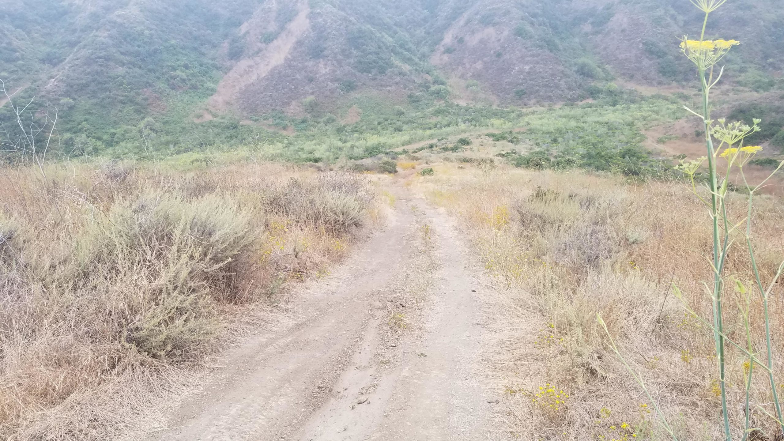 A dirt path winds through a grassy landscape with sparse vegetation, leading toward distant, hazy mountains. The scene features dry grass and scattered yellow wildflowers, creating a natural, idyllic setting. Tuley Canyon Switchbacks mountain bike trail.
