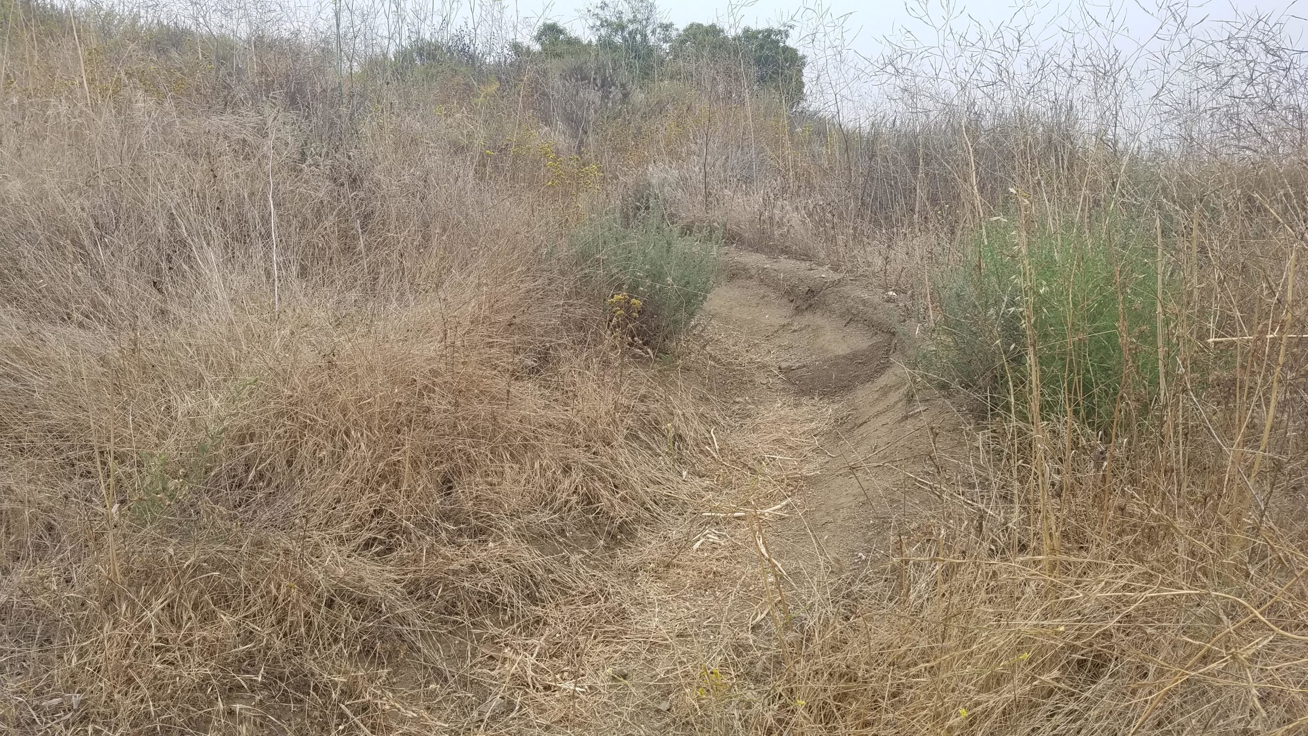 A narrow, winding dirt path through dry, overgrown grass and shrubs on a hillside, with a gray, cloudy sky in the background. The scene conveys a natural, uncultivated landscape. Tuley Canyon Switchbacks mountain bike trail.