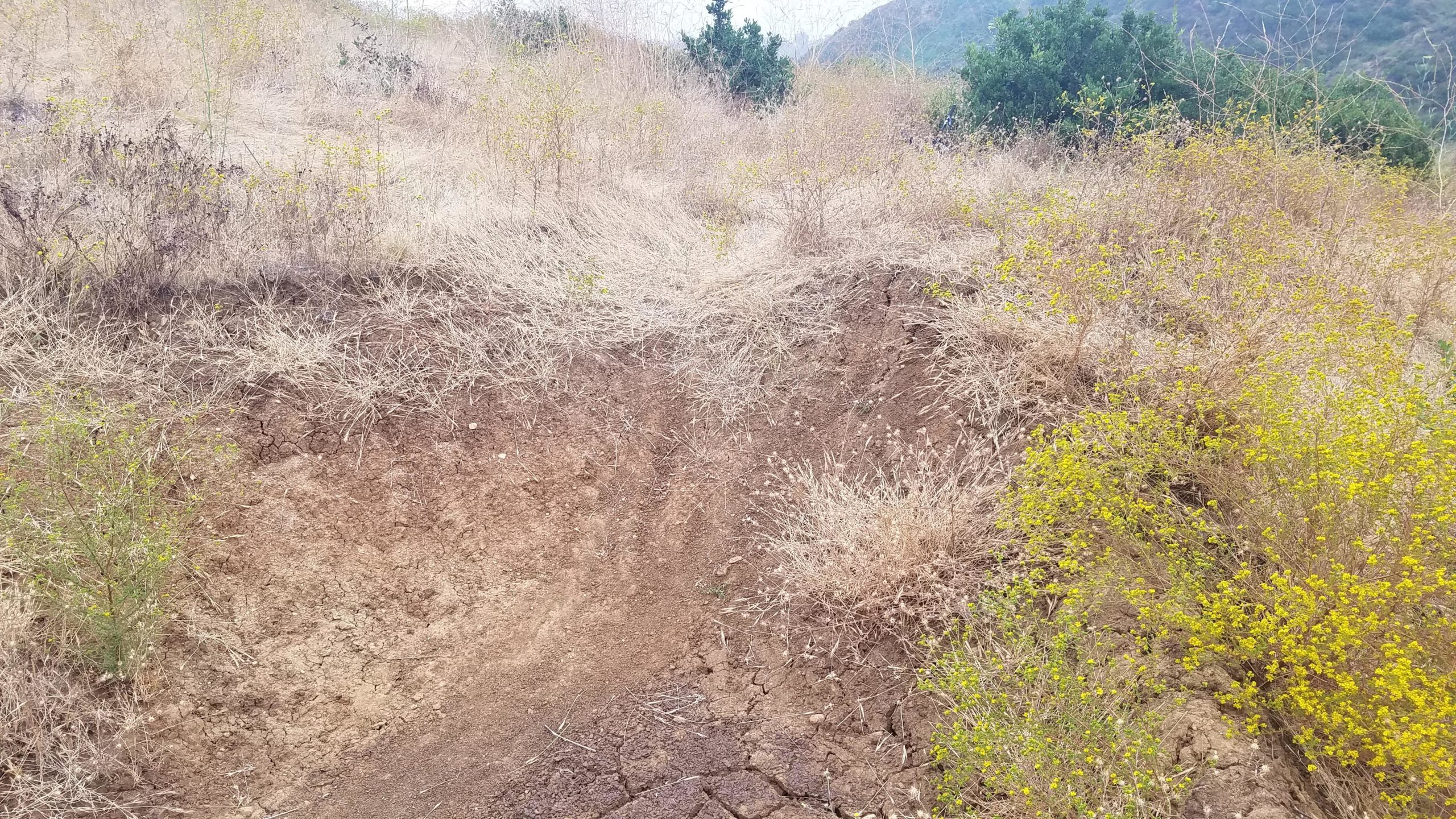 A dry hillside scene featuring sparse vegetation, including brown grasses and small yellow flowers. The soil shows signs of erosion, with cracks visible in the ground. In the background, a faint outline of a mountain can be seen, adding depth to the landscape. Tuley Canyon Switchbacks mountain bike trail.