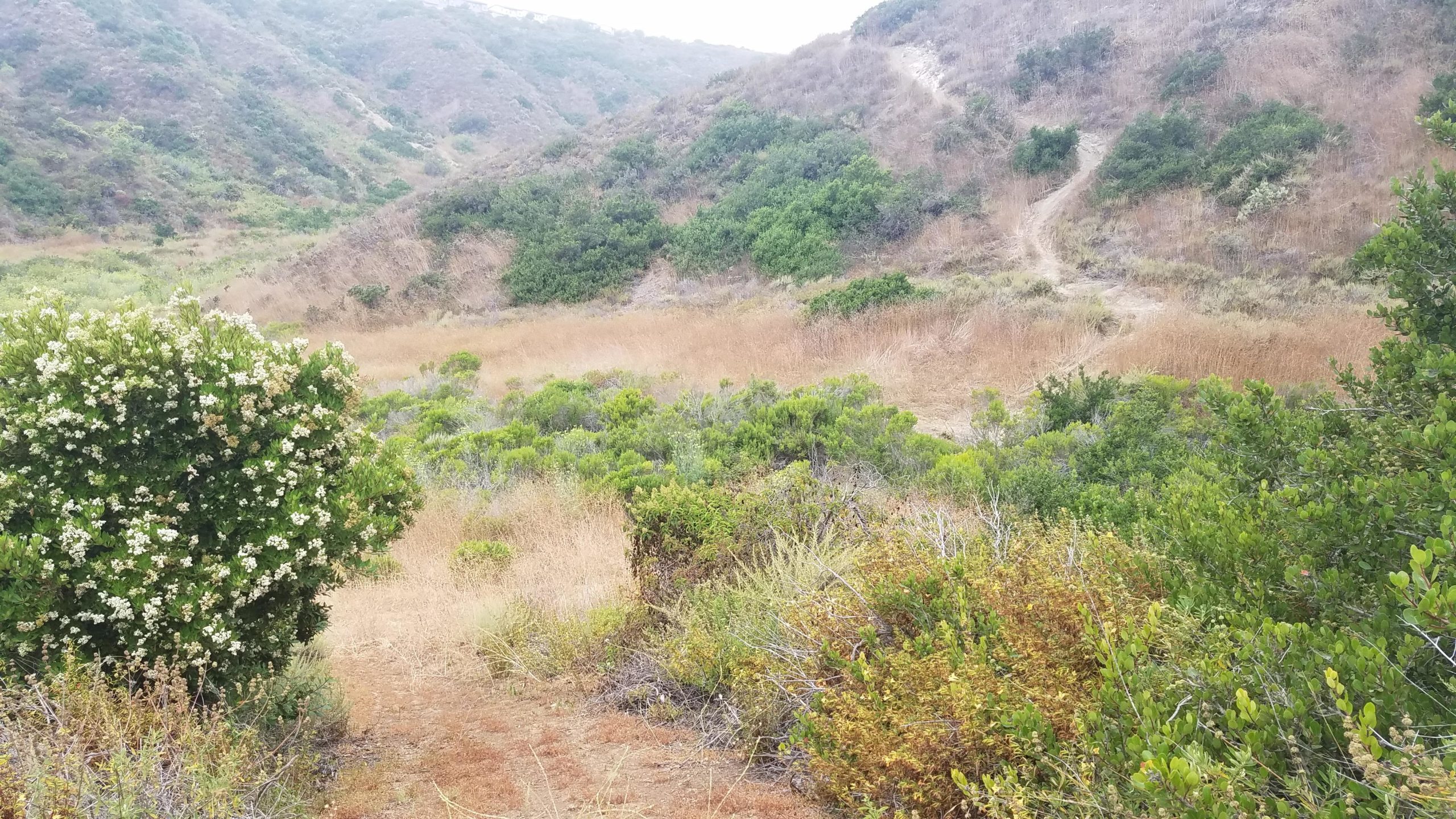 A serene landscape featuring rolling hills covered in light brown and green vegetation. In the foreground, a bush with small white flowers stands out, surrounded by various shrubs. A dirt path winds through the middle of the scene, leading into the distance where the hills rise gently. The atmosphere is calm and natural, suggesting a quiet outdoor setting. Tuley Canyon Switchbacks mountain bike trail.
