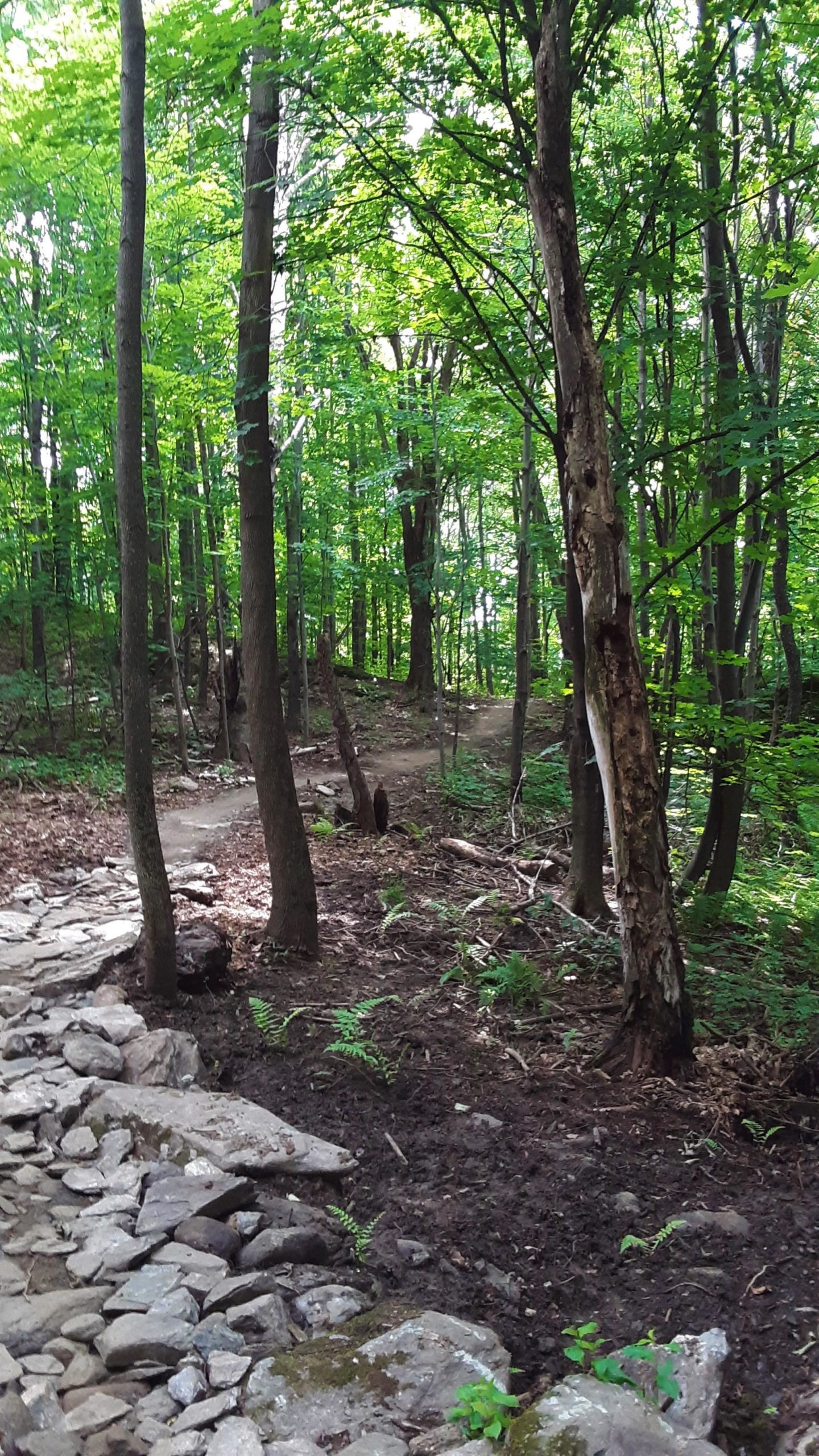 A serene forest pathway surrounded by tall green trees and lush foliage, with a winding dirt trail partially lined with stones, inviting exploration and natural beauty. Techie mountain bike trail.