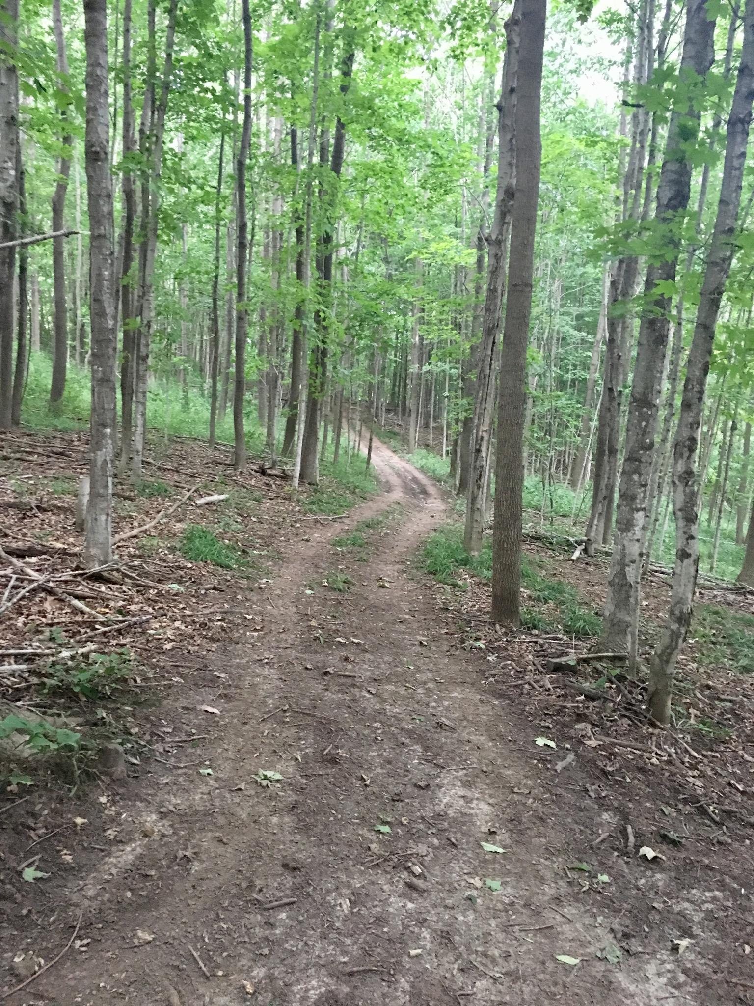 A winding dirt path through a lush green forest, flanked by tall trees with dense foliage and scattered leaves on the ground, under a soft natural light. Saugeen River Trail mountain bike trail.
