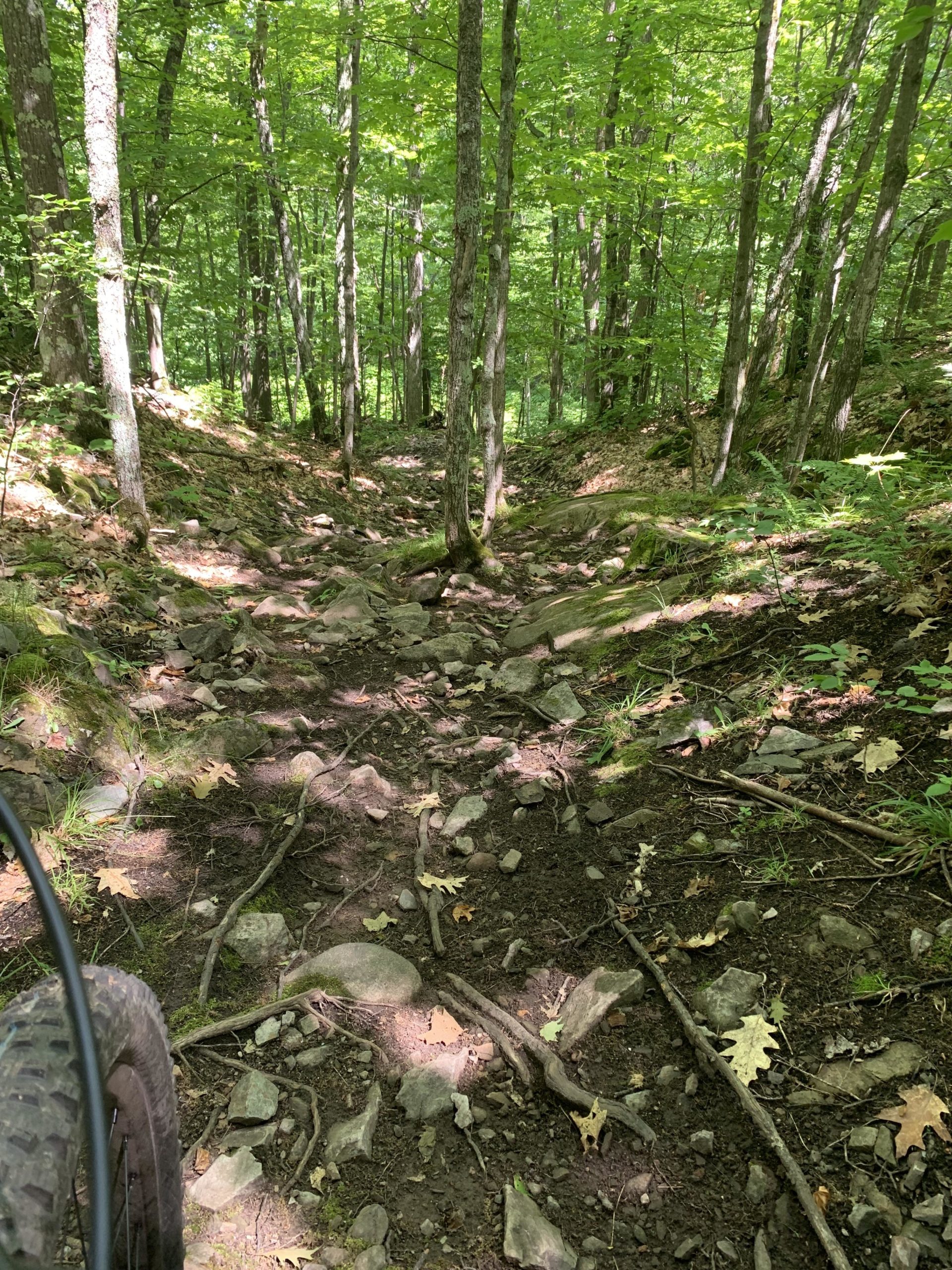 A rocky and uneven trail winding through a dense forest, surrounded by tall trees with vibrant green leaves. The forest floor is scattered with rocks, roots, and fallen leaves, indicating a natural and rugged hiking or biking path. The image includes the edge of a bicycle tire in the foreground. Noquemanon Trails Network: South Marquette Trails mountain bike trail.