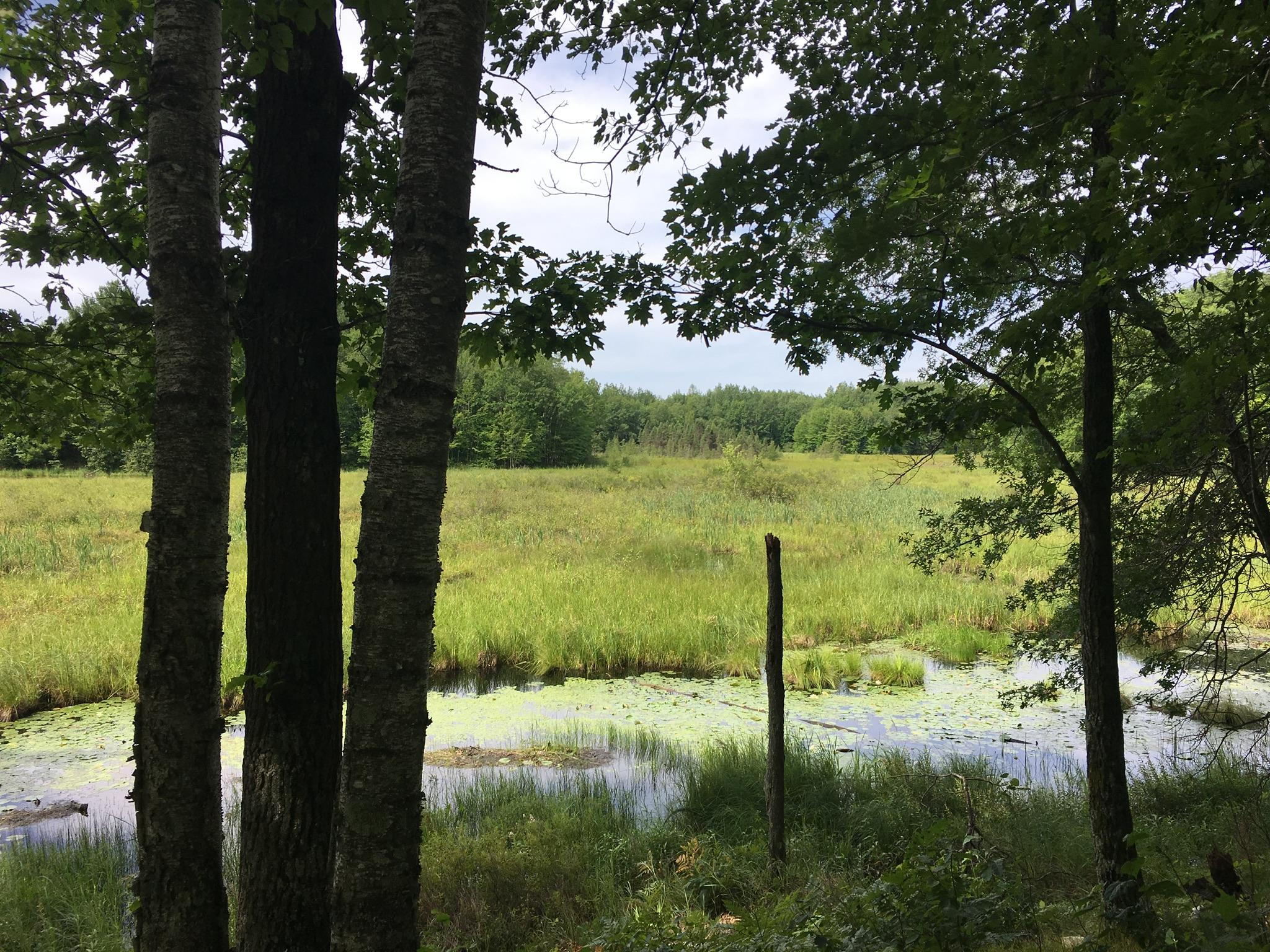 A serene view of a wetland area framed by two trees, showcasing a lush, green landscape with tall grasses and a calm pond partially covered with lily pads. The background features dense tree cover under a partly cloudy sky. Hickory Ridge mountain bike trail.