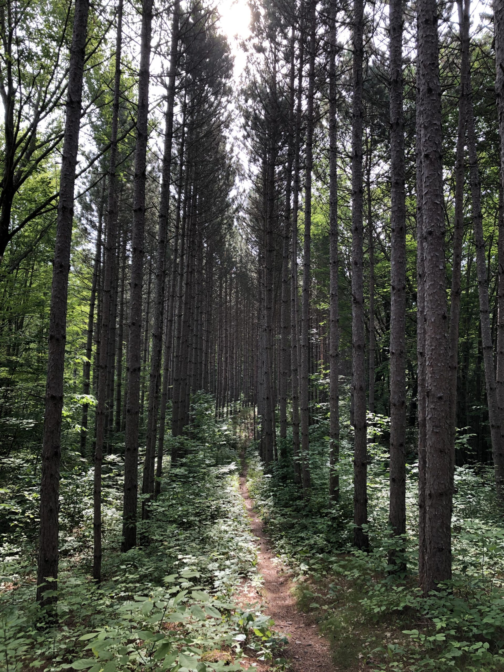 A serene forest path surrounded by tall, straight pine trees, with sunlight filtering through the branches and greenery along the trail. Hickory Ridge mountain bike trail.