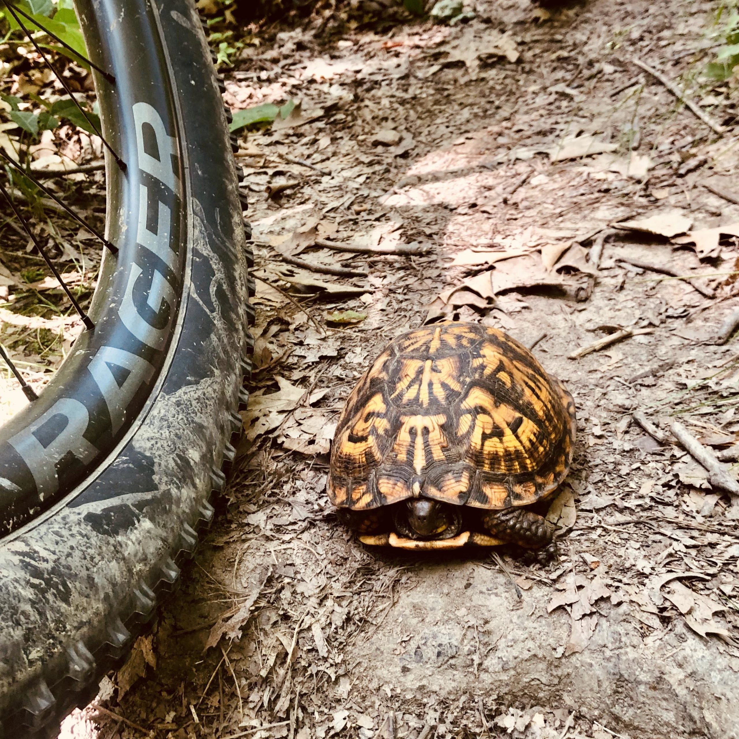 A turtle on a dirt path beside a mountain bike tire, surrounded by fallen leaves and greenery. Outback Trail at Imagination Glenn mountain bike trail.
