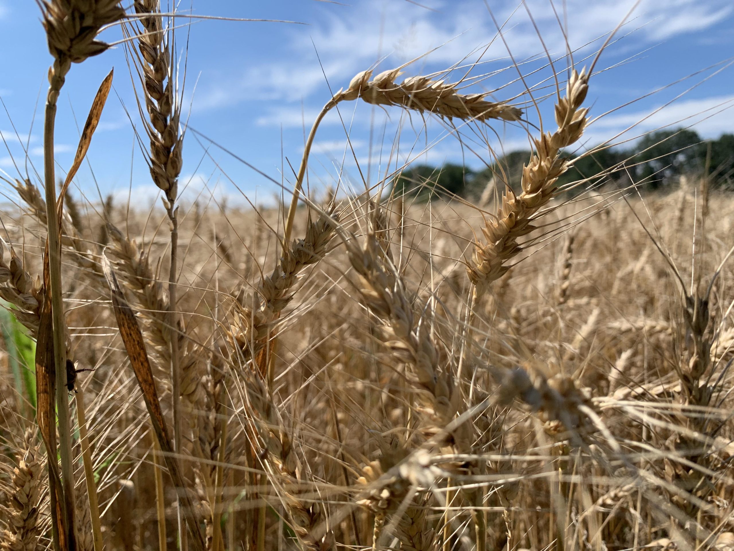 Close-up view of golden wheat stalks swaying gently in the breeze, with a clear blue sky and fluffy white clouds in the background. Clayton Park mountain bike trail.