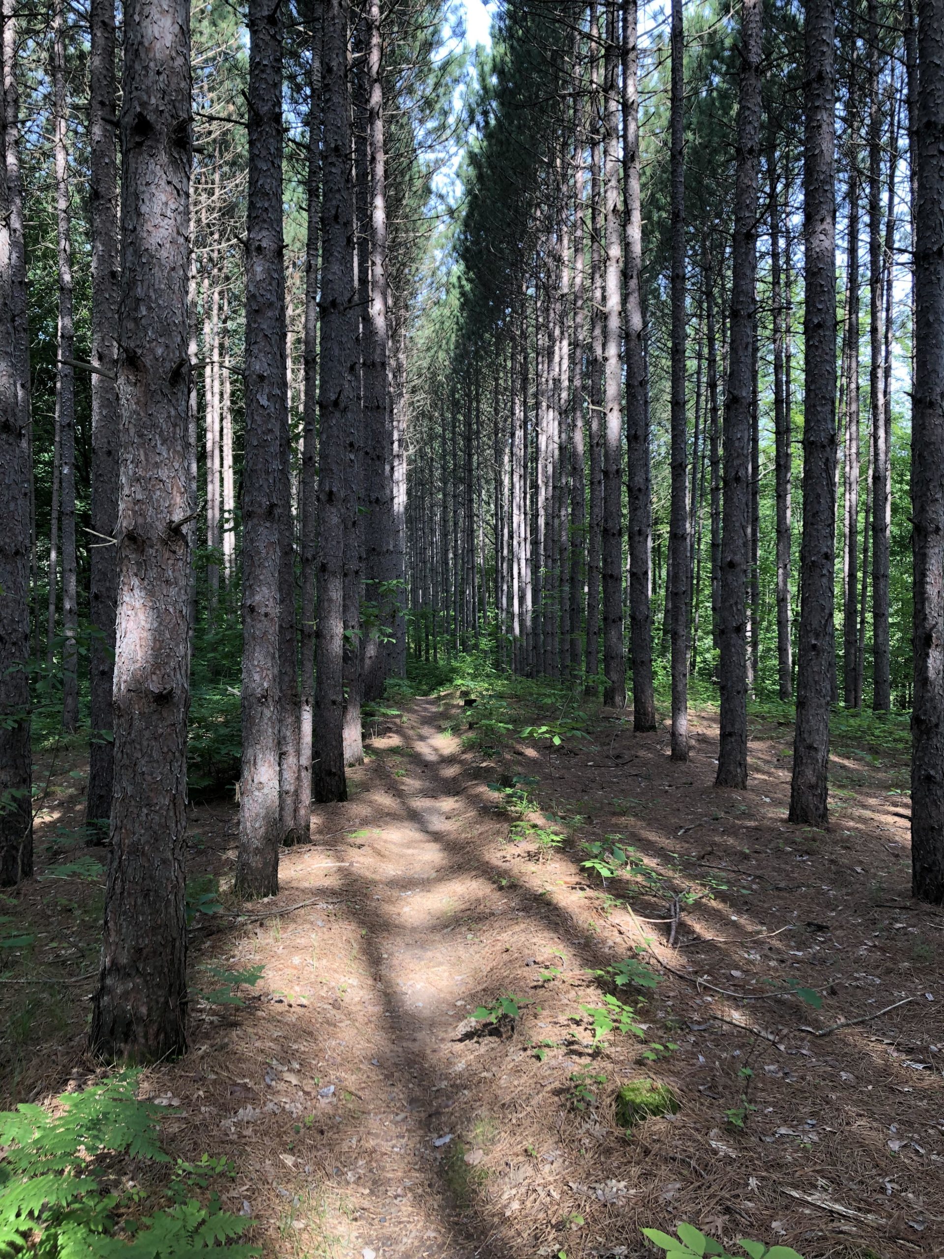 A sunlit path winding through a dense forest of tall pine trees, with soft shadows cast on the ground and patches of green foliage alongside the trail. Hickory Ridge mountain bike trail.