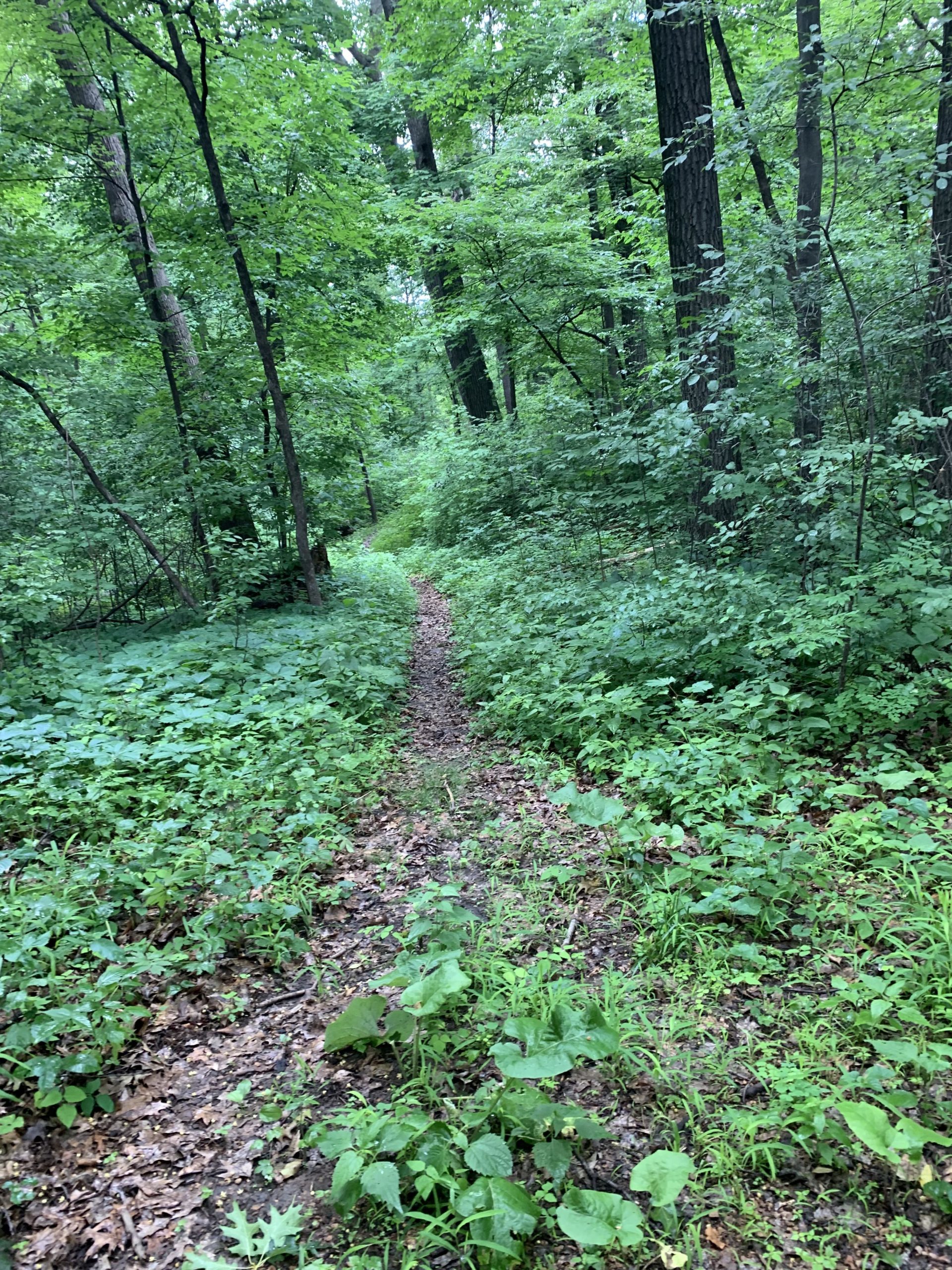 A narrow, winding trail surrounded by lush greenery in a dense forest. Tall trees with abundant leaves flank the path, which is partially covered with leaves and small plants. The scene conveys a peaceful, natural setting. Nature Canyon Park mountain bike trail.