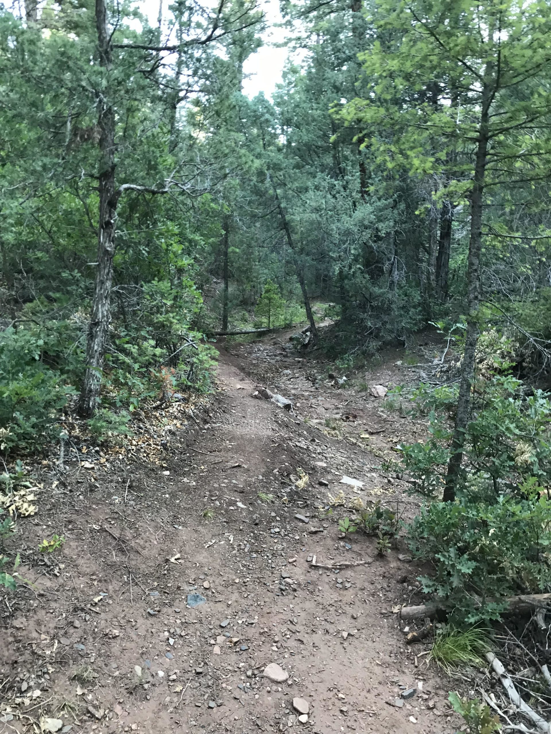 Glorieta Canyon Mountain Bike Trail in Santa Fe, New Mexico