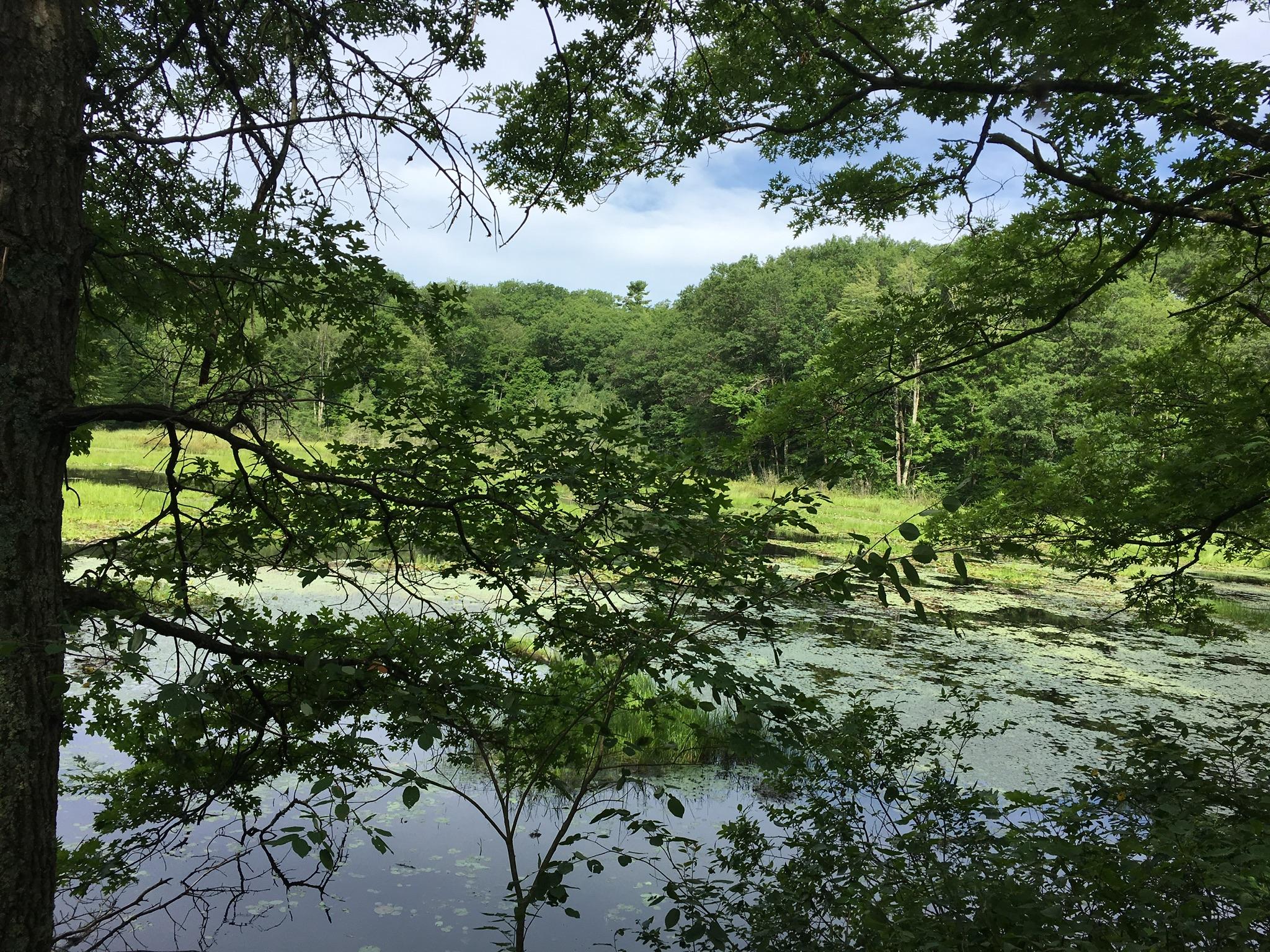A serene natural landscape featuring a tranquil pond surrounded by lush greenery. Trees with leafy branches frame the view, while the water reflects the vibrant colors of the surrounding vegetation and the cloudy sky above. Hickory Ridge mountain bike trail.