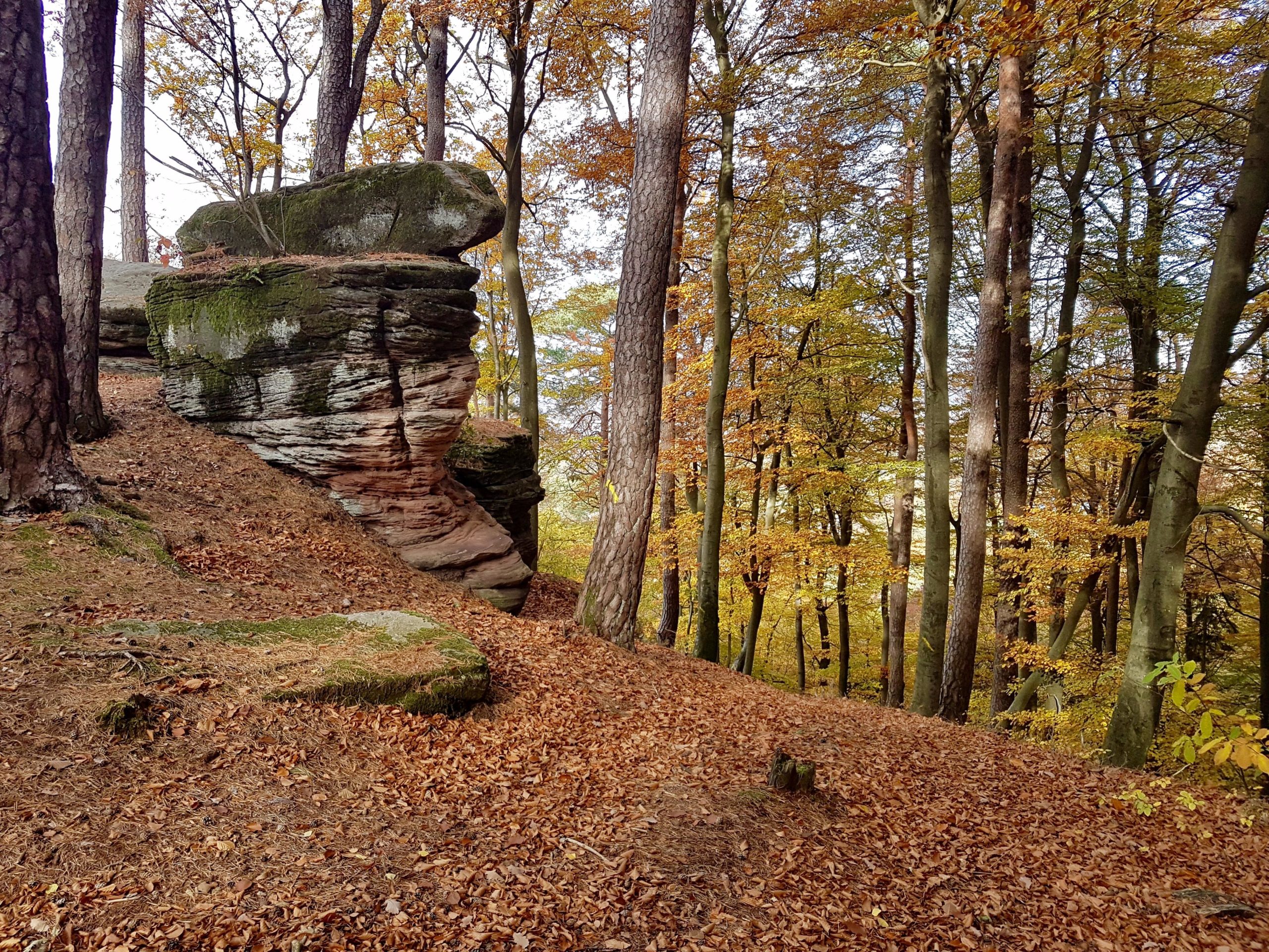A serene forest scene featuring a large, moss-covered rock formation on the left, surrounded by trees displaying vibrant autumn foliage. The ground is covered in orange and brown fallen leaves, creating a picturesque natural landscape. Landstuhl Trail mountain bike trail.