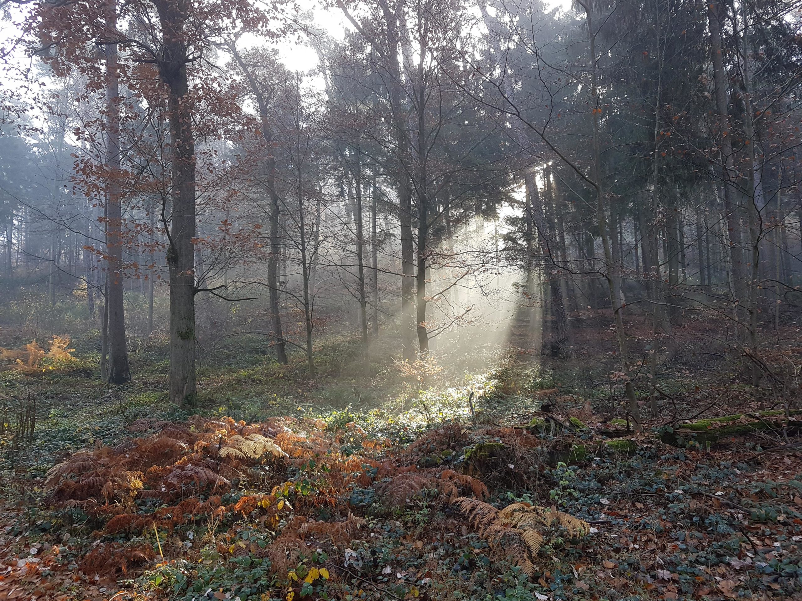 A serene forest scene featuring tall trees with sparse foliage, illuminated by beams of sunlight filtering through a light mist. The forest floor is covered with greenery and patches of brown ferns, creating a tranquil, autumnal atmosphere. Landstuhl Trail mountain bike trail.