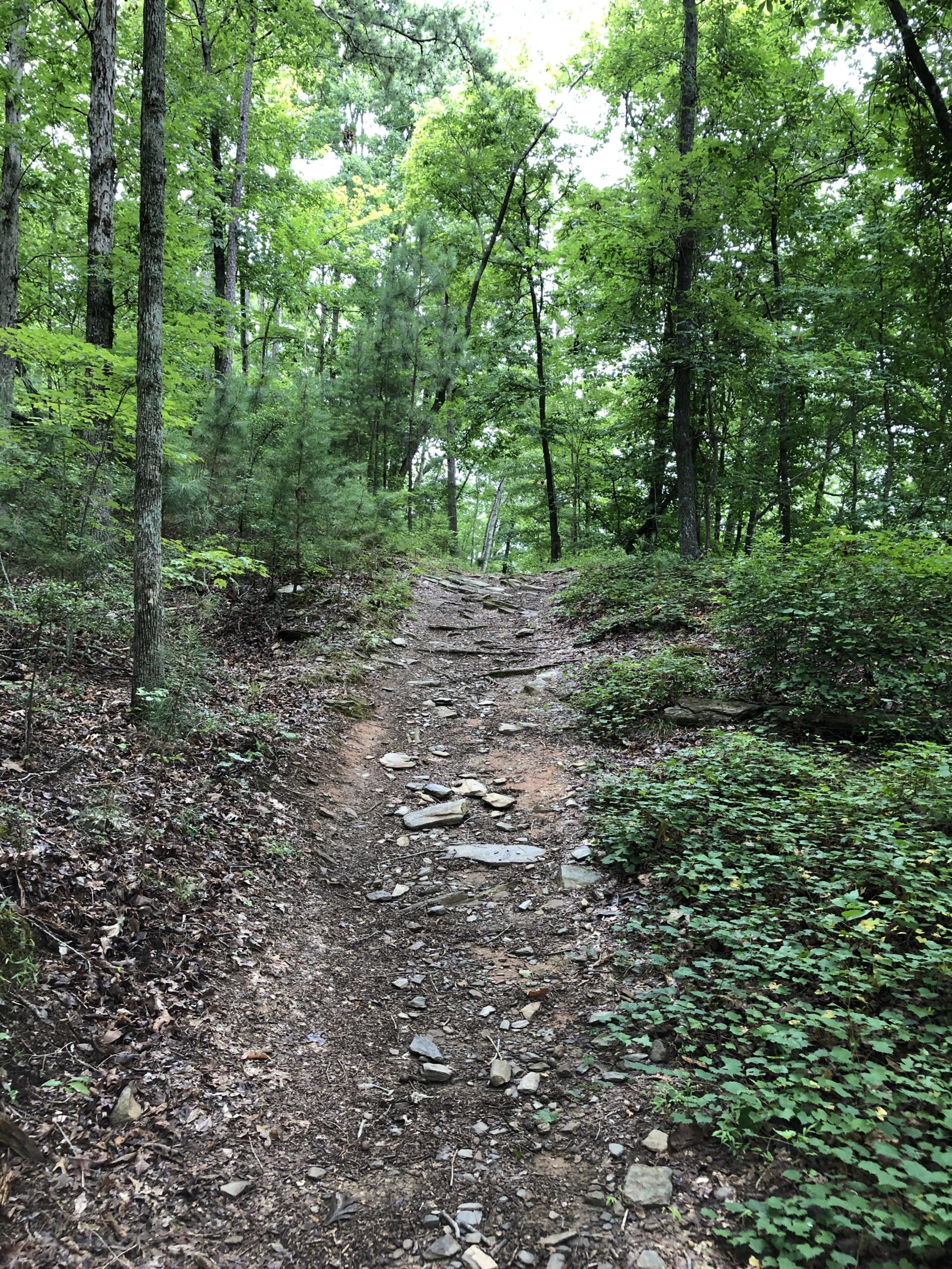 A rocky dirt trail winding through a dense forest, surrounded by lush green trees and underbrush. The path is uneven, with scattered stones and leaves along the edges, leading through the natural landscape. Woodring Branch mountain bike trail.