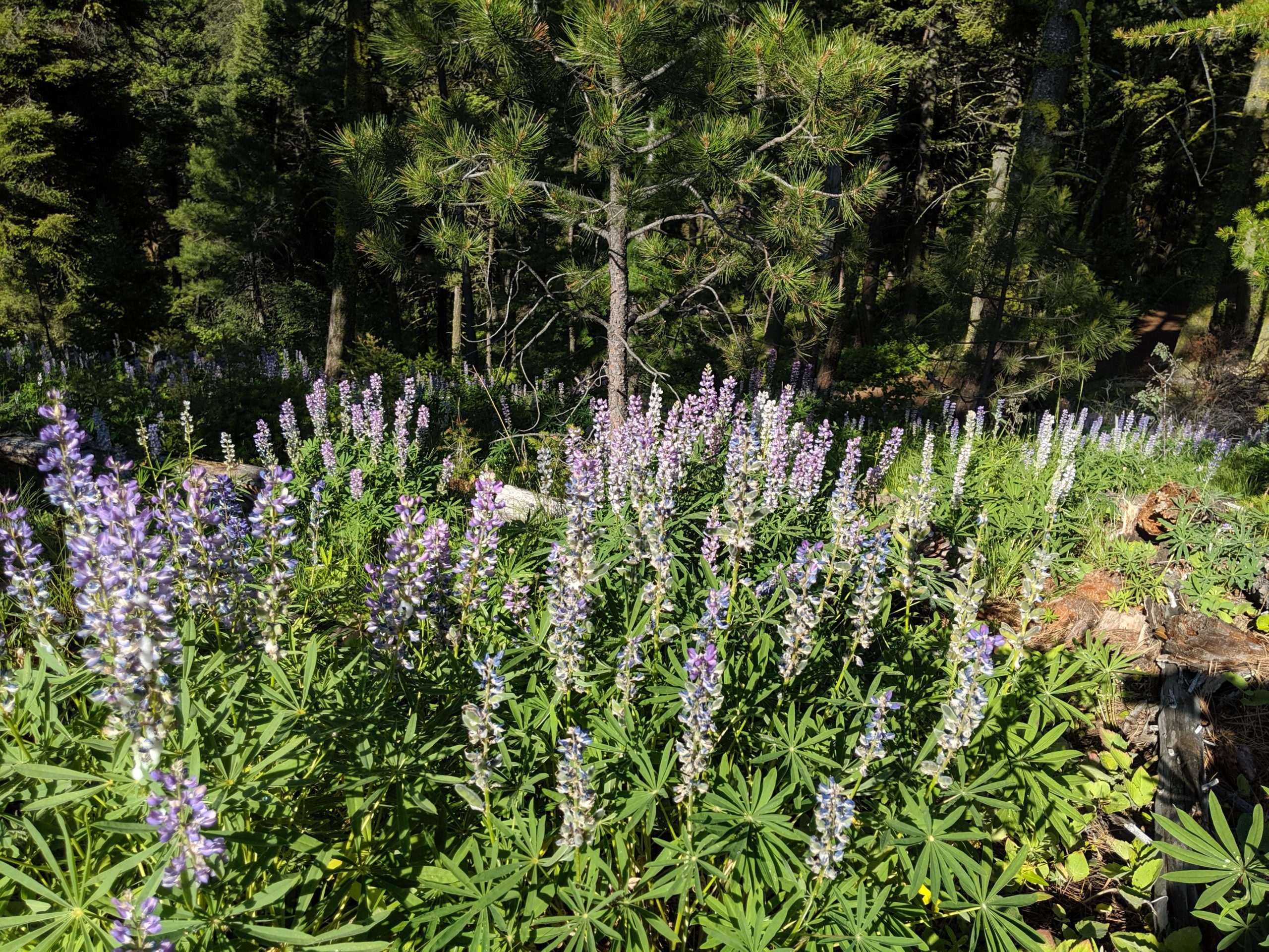 A field of purple and white lupine flowers surrounded by green foliage, set against a backdrop of tall trees in a forested area. Sunlight filters through the leaves, creating a vibrant and serene natural scene. Pattee Canyon mountain bike trail.