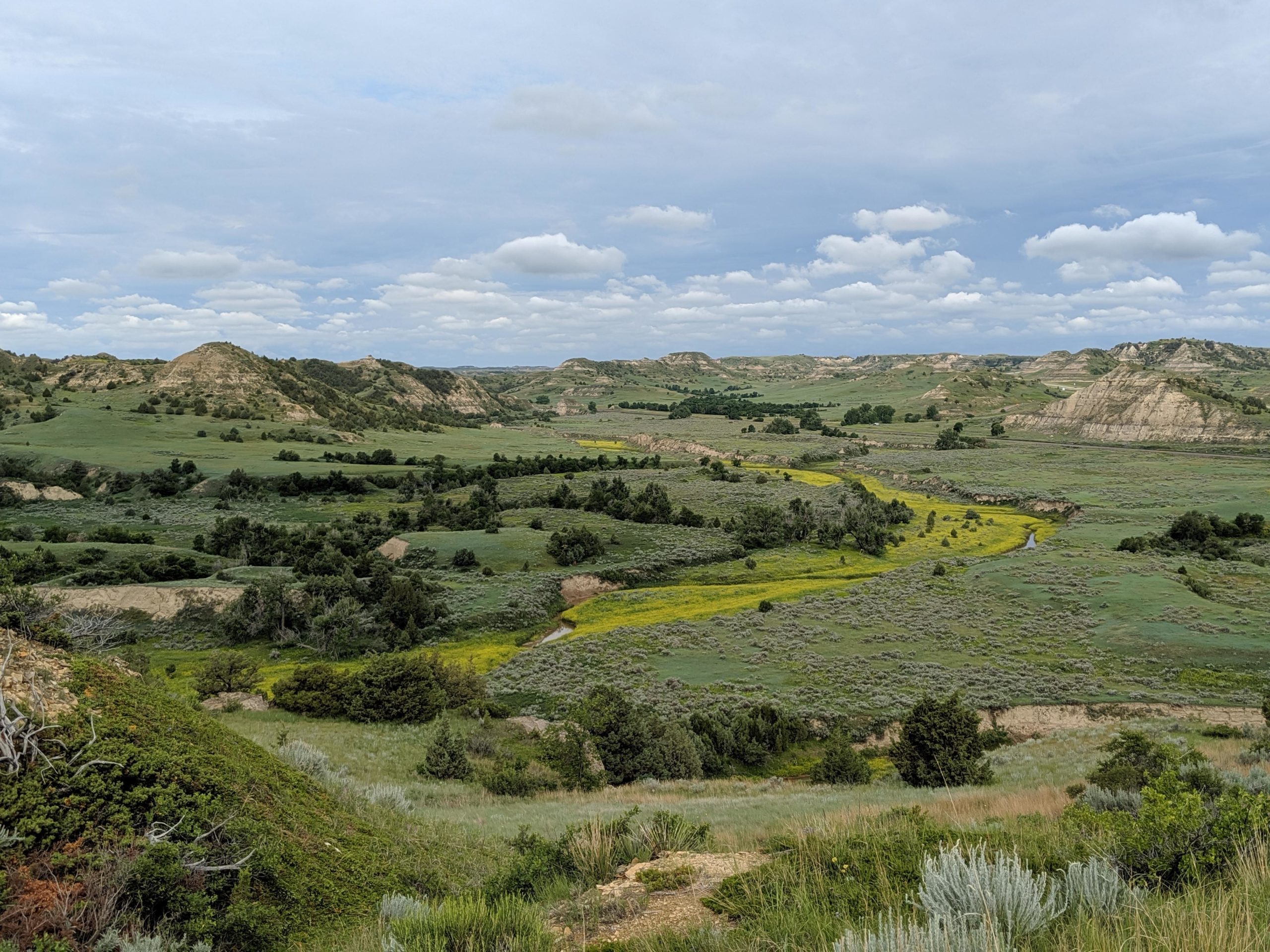 A panoramic view of a lush green landscape featuring rolling hills and a river, dotted with patches of yellow wildflowers. The sky is partly cloudy, adding depth to the serene scene that showcases the natural beauty of the area. Maah Daah Hey mountain bike trail.
