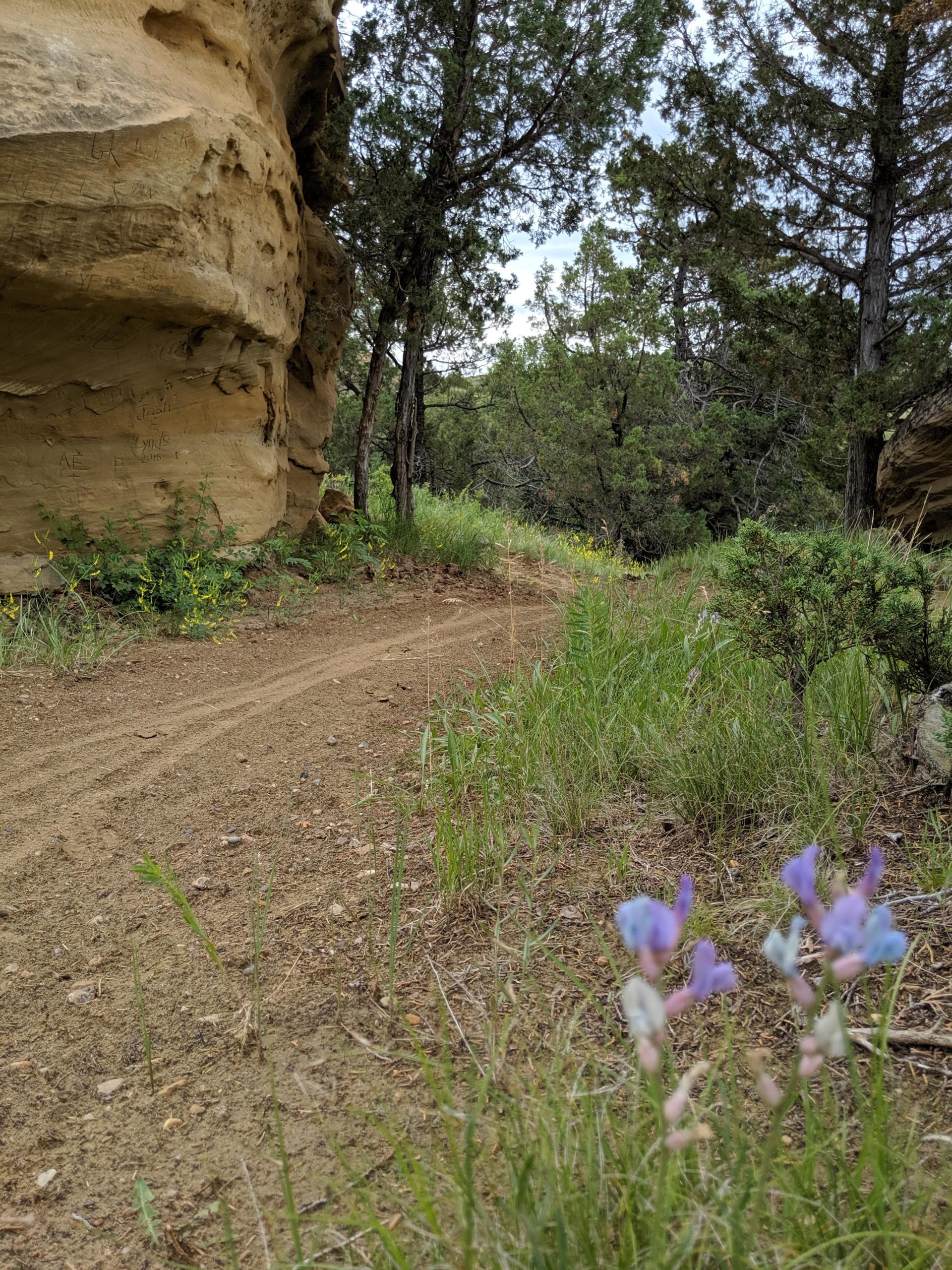 A winding dirt path surrounded by lush greenery and trees, leading towards a rocky outcrop. In the foreground, delicate purple and white wildflowers bloom amidst tall grass. The scene is set under a cloudy sky, evoking a peaceful, natural atmosphere. Maah Daah Hey mountain bike trail.