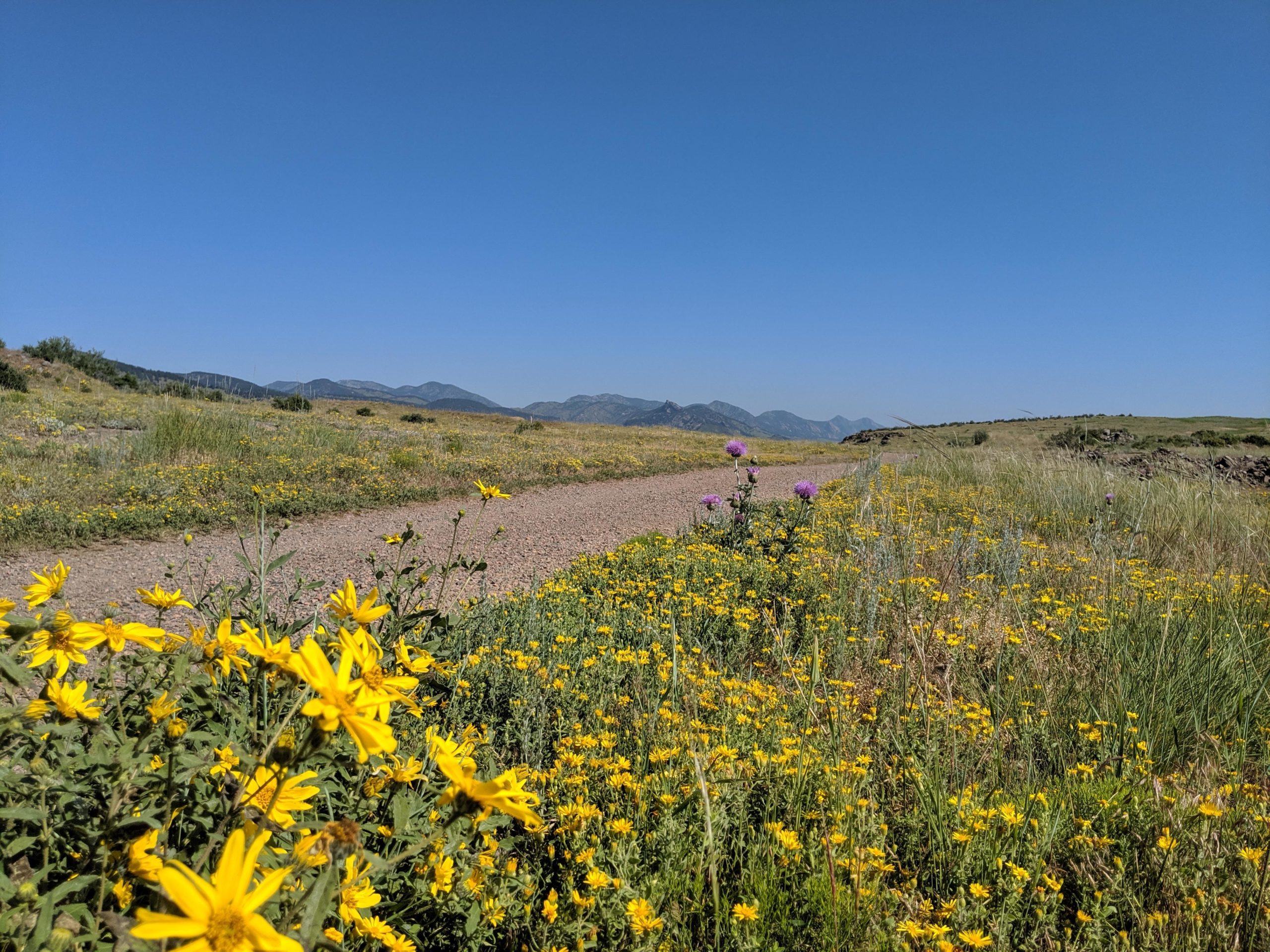 A scenic view of a clear blue sky above a gravel path surrounded by vibrant wildflowers, including yellow blooms in the foreground and a purple thistle in the distance, with rolling hills and mountains in the background. North Table Mountain mountain bike trail.