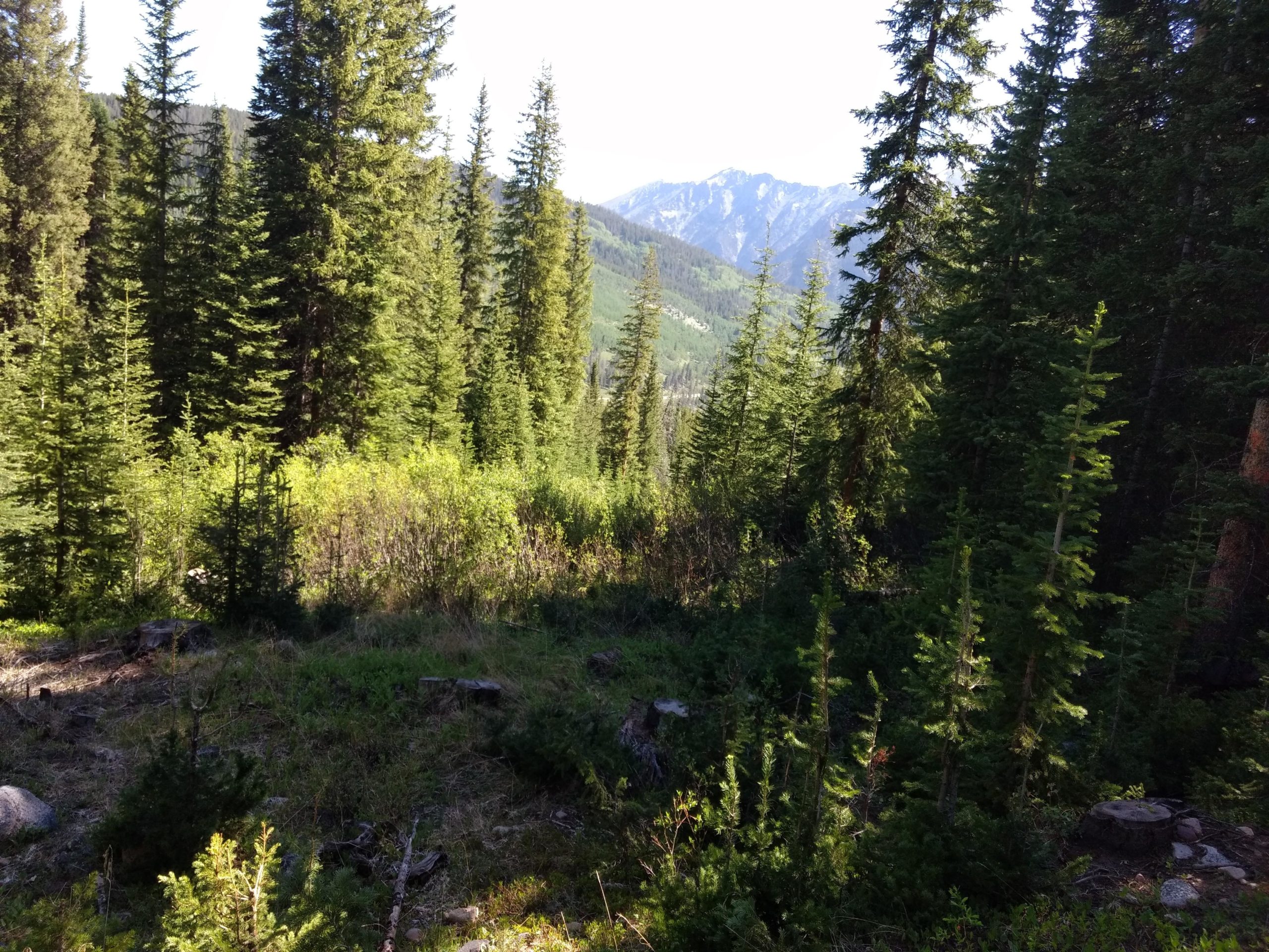 Lush forest scene featuring tall evergreen trees with a backdrop of mountain peaks under a clear blue sky. The foreground includes bushy greenery and some fallen logs, creating a natural, serene atmosphere. Colorado Trail: Searle Pass and Kokomo Pass (Copper Mountain to Camp Hale) mountain bike trail.