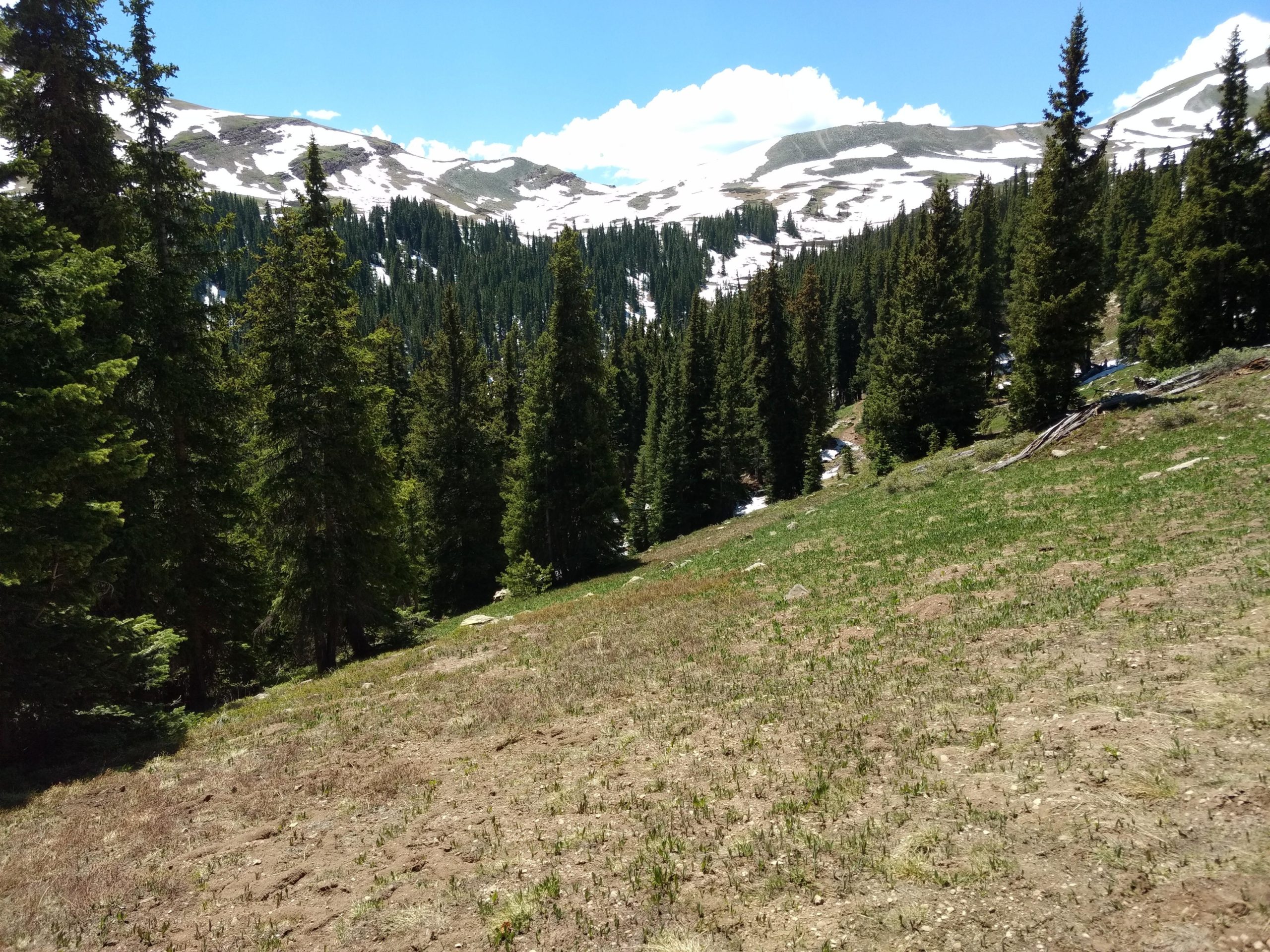 A scenic view of a mountainous landscape featuring lush green grass and tall evergreen trees in the foreground, with snow-capped peaks in the distance under a clear blue sky dotted with a few fluffy clouds. Colorado Trail: Searle Pass and Kokomo Pass (Copper Mountain to Camp Hale) mountain bike trail.