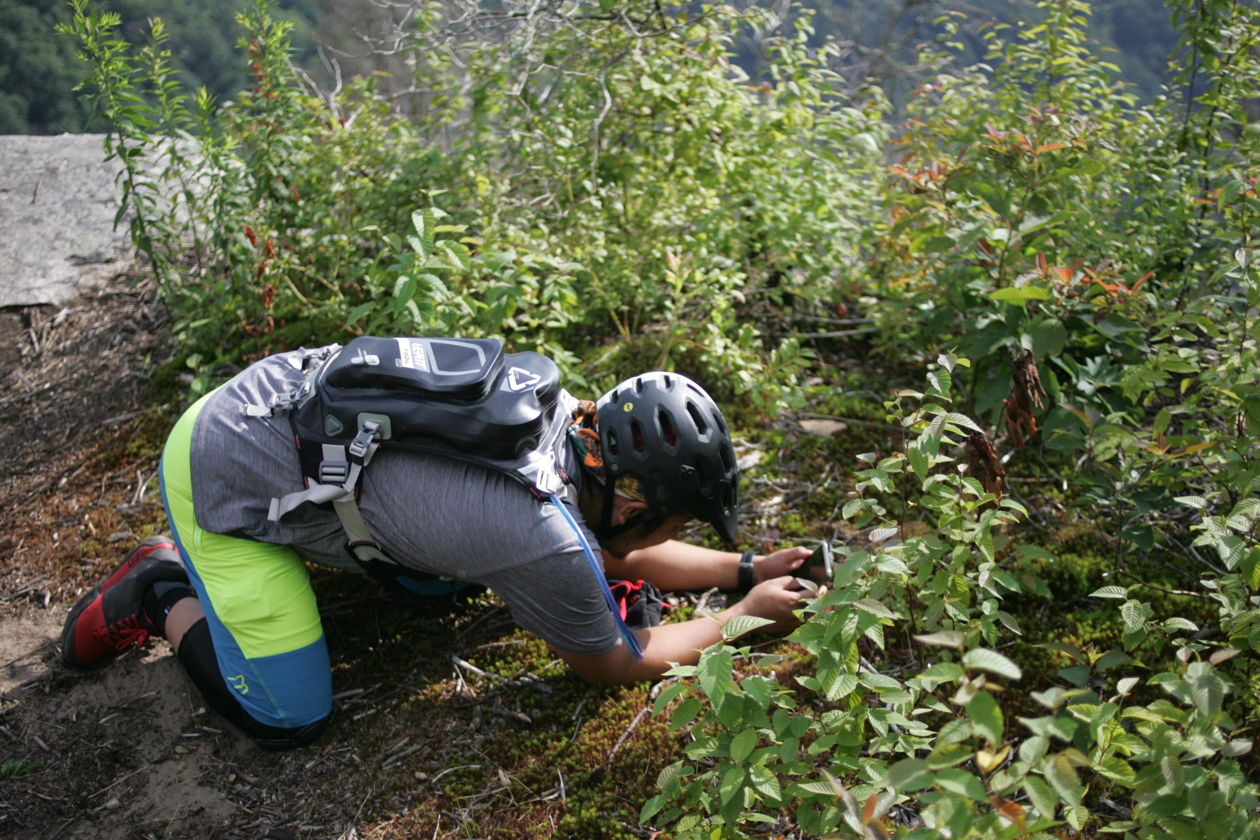 A person wearing a helmet and athletic gear is crouched on the ground, closely examining plants in a natural, green setting. They are focused on using a device or camera to capture images, surrounded by lush vegetation. Weed Patch Mountain Trail mountain bike trail.